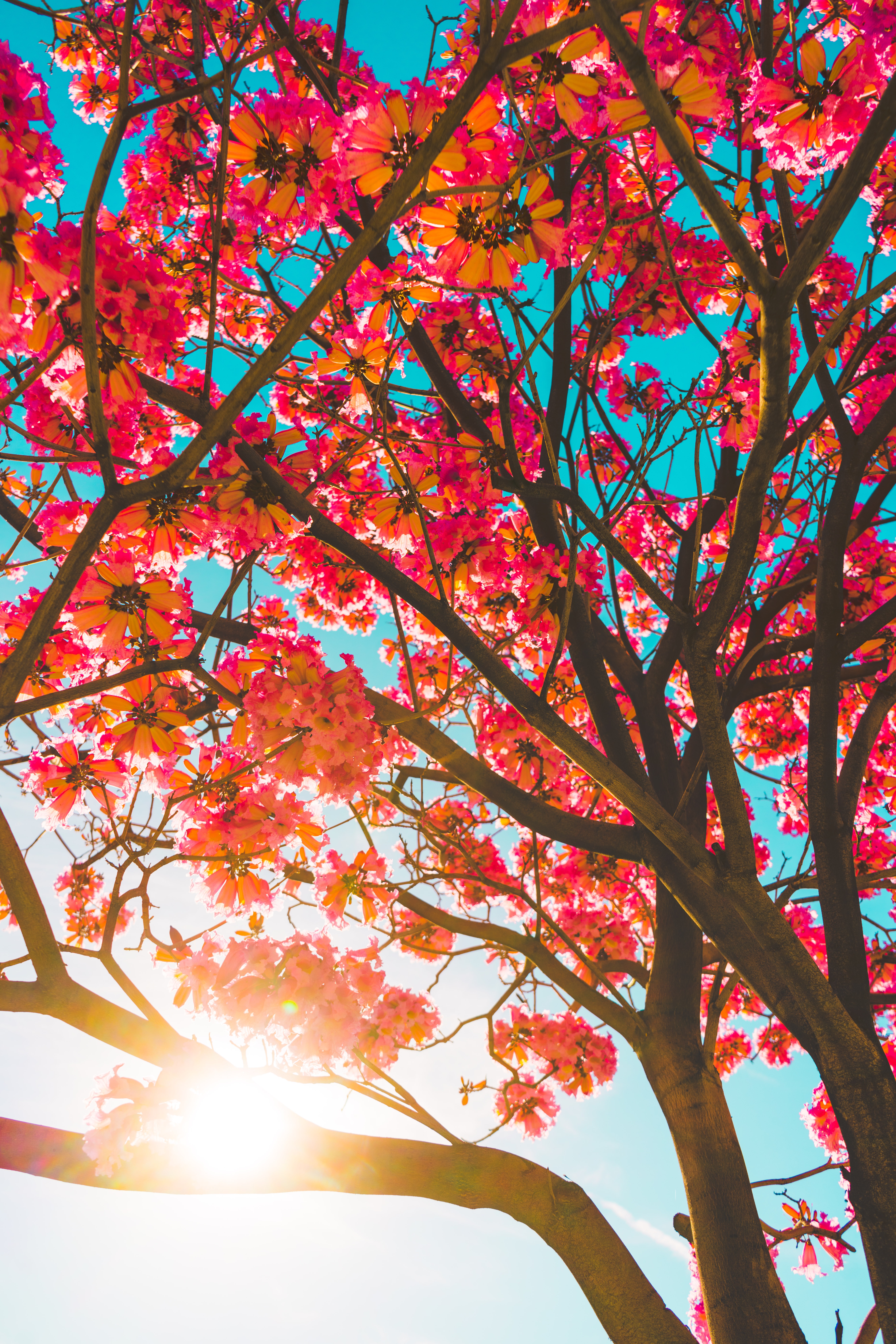 Laden Sie das Geäst, Zweige, Holz, Sun, Sonnenlicht, Baum, Blumen-Bild kostenlos auf Ihren PC-Desktop herunter