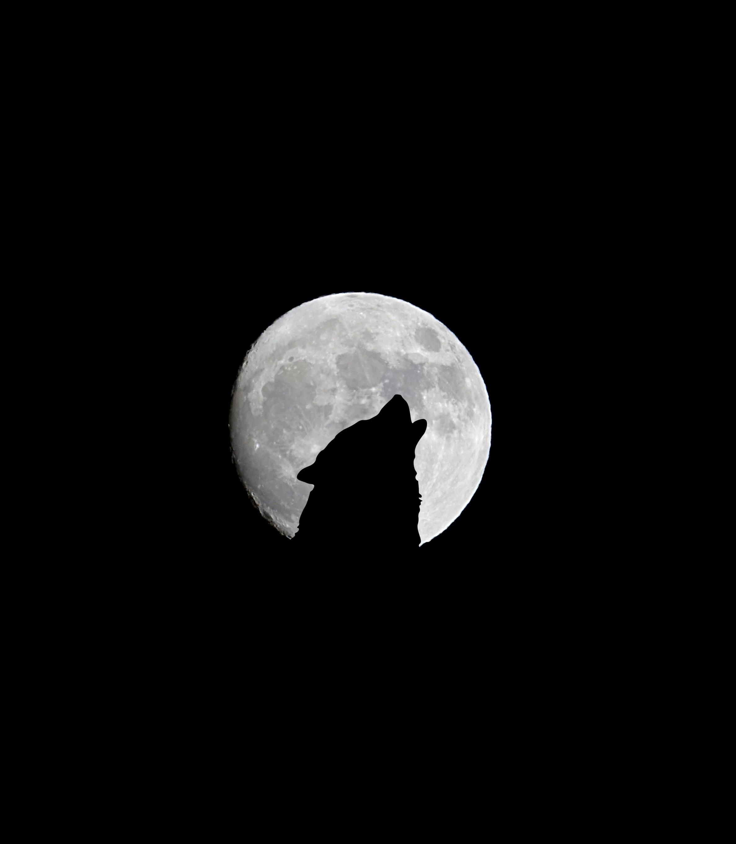 black, wolf, howl, bw, chb, full moon