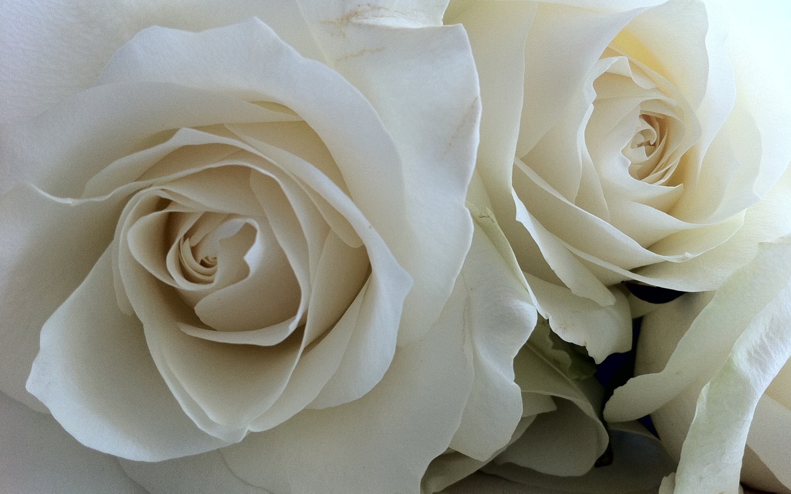 Белая картинка. Роза Эмоушен кремовый. Красивые белые цветы. Белые розы. Красивые белые картинки.