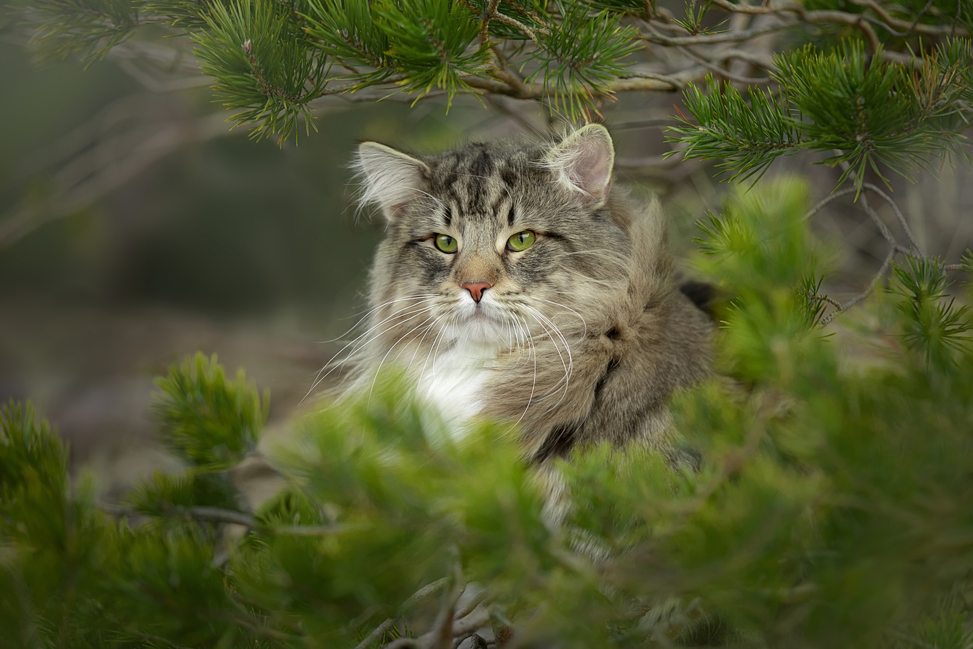 Завантажити шпалери Норвезька Лісова Кішка на телефон безкоштовно