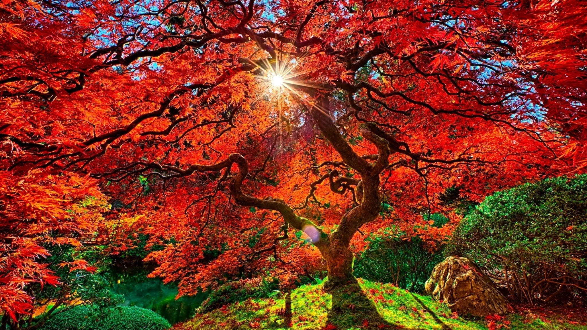 Free HD japanese garden, man made, fall, garden, orange (color), sunbeam, sunshine, tree