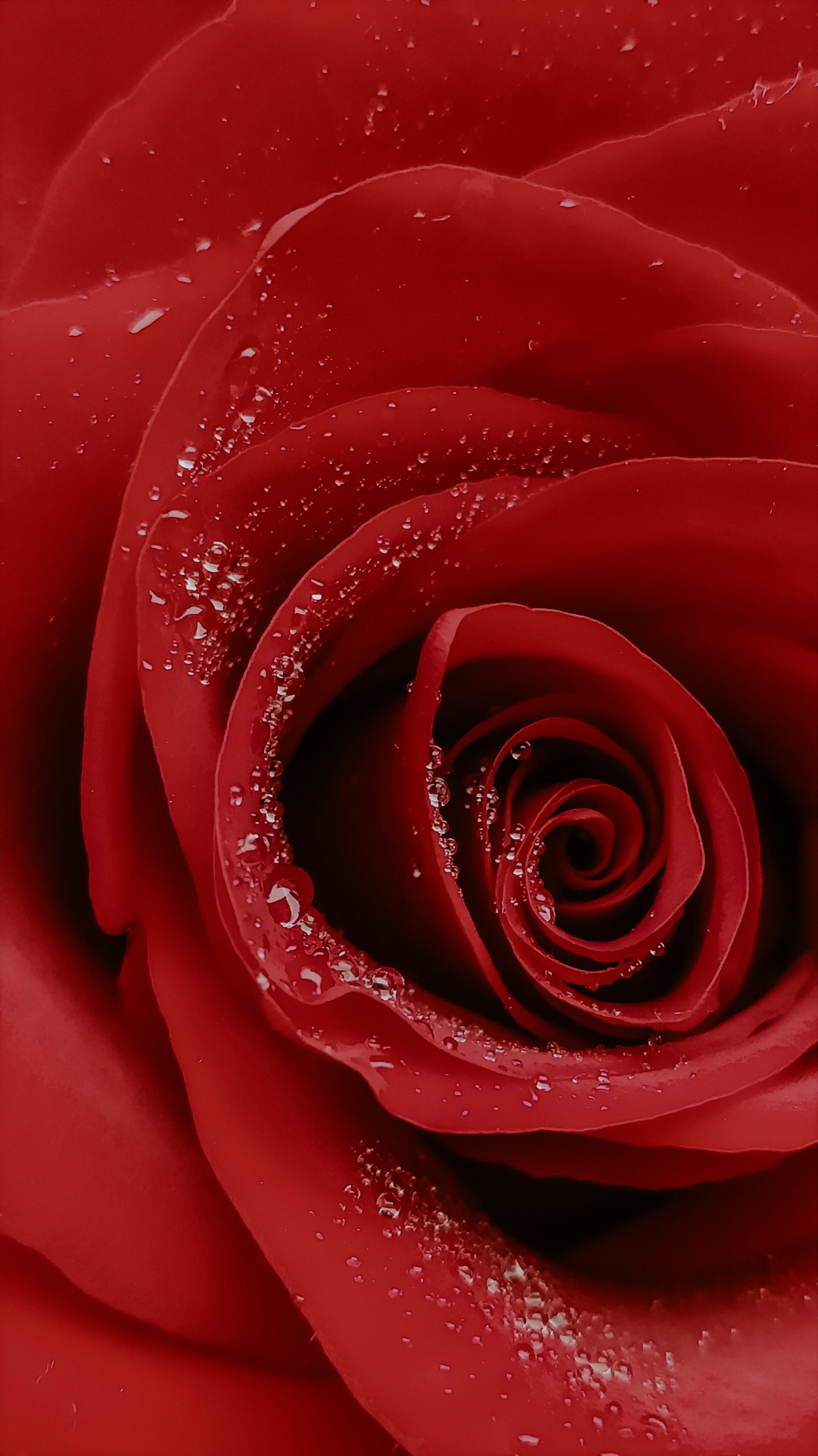 Download mobile wallpaper Rose Flower, Rose, Macro, Flower, Drops for free.