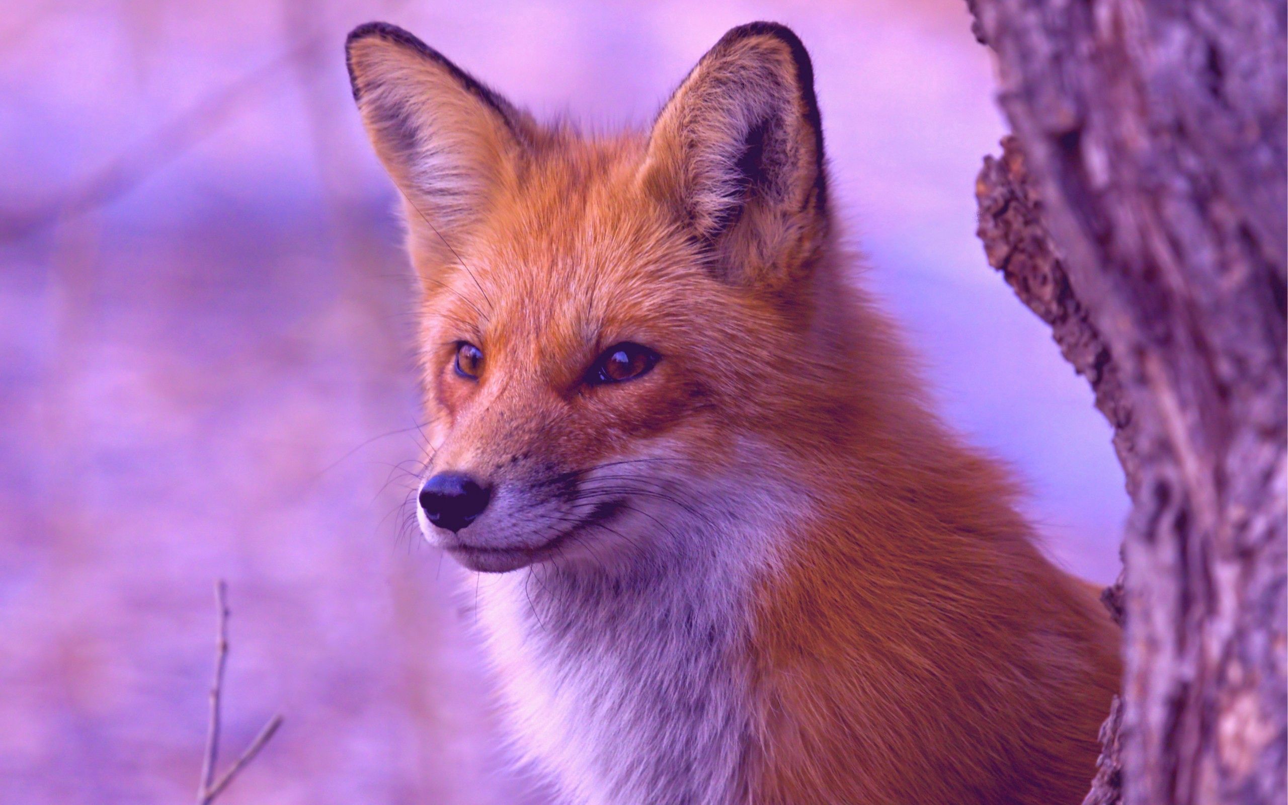 fox, animals, wood, tree, muzzle, hunting, hunt, observation