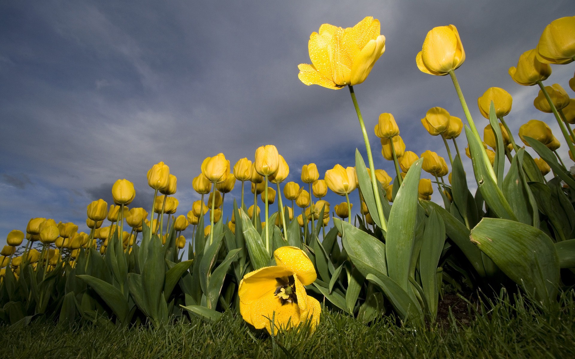 38102 Bildschirmschoner und Hintergrundbilder Tulpen auf Ihrem Telefon. Laden Sie  Bilder kostenlos herunter