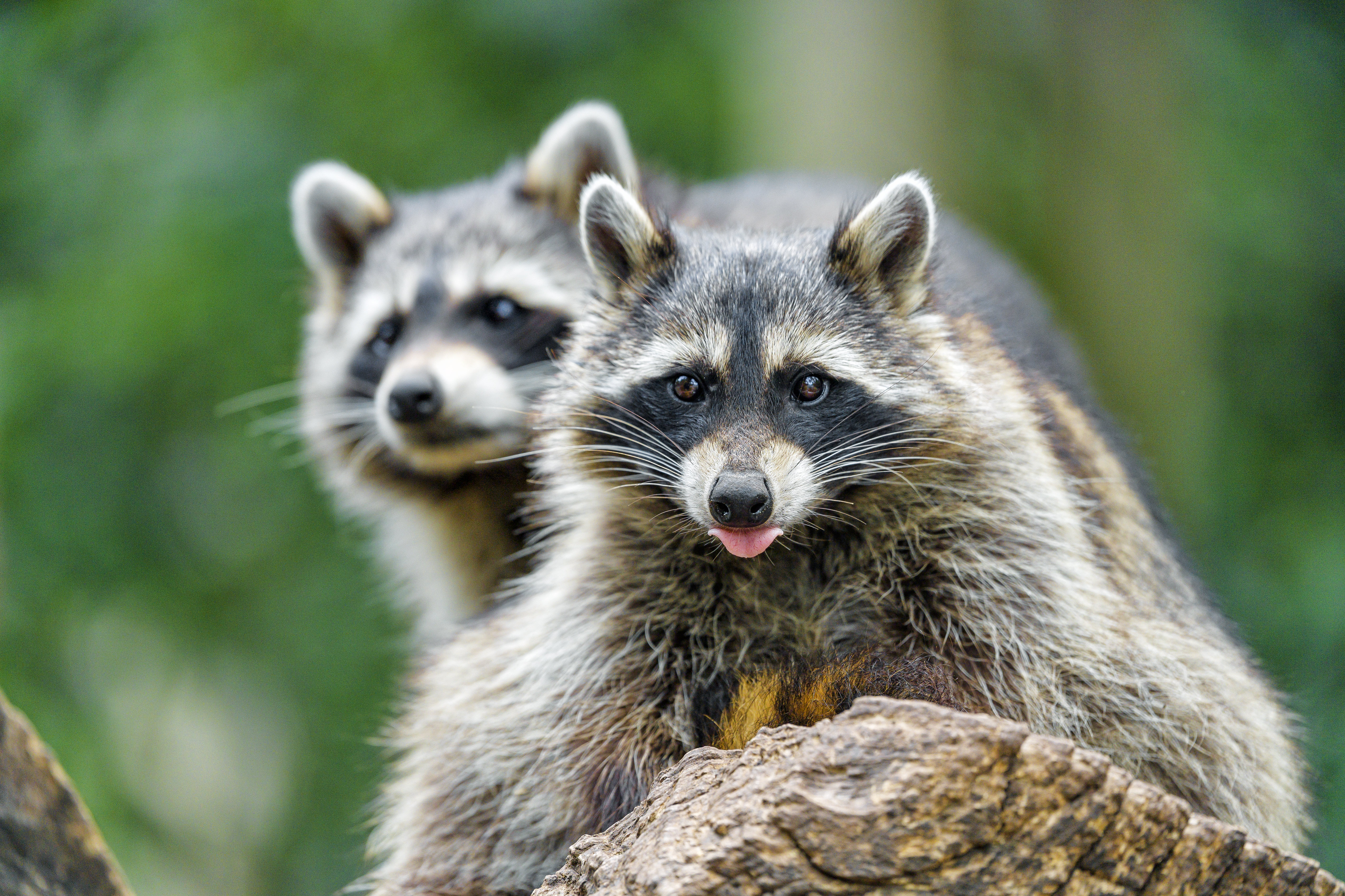 Download mobile wallpaper Muzzle, Tongue Stuck Out, Protruding Tongue, Animals, Animal, Raccoon for free.
