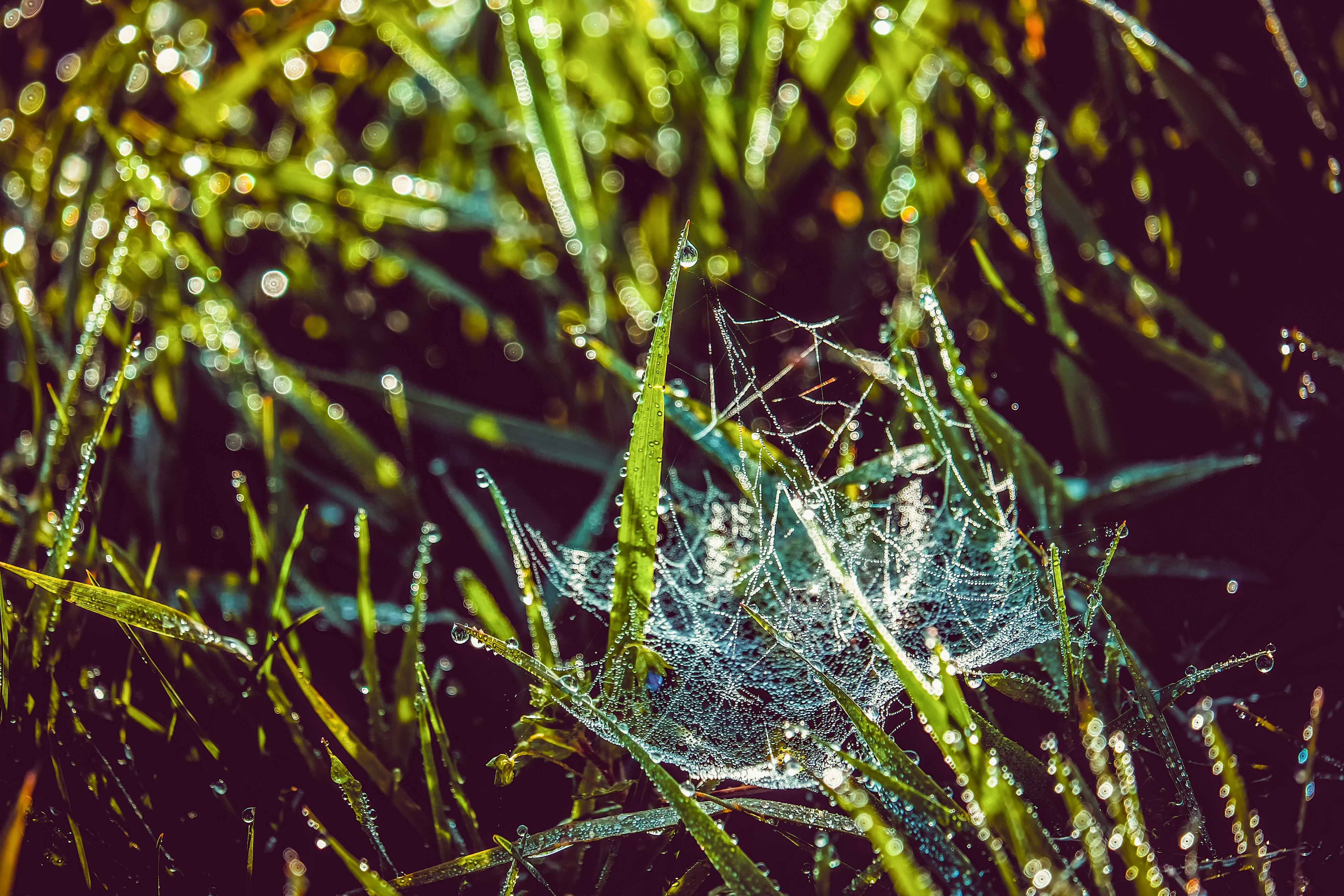 Download mobile wallpaper Grass, Early Morning, Web, Macro, Dew, Wet, Drops for free.