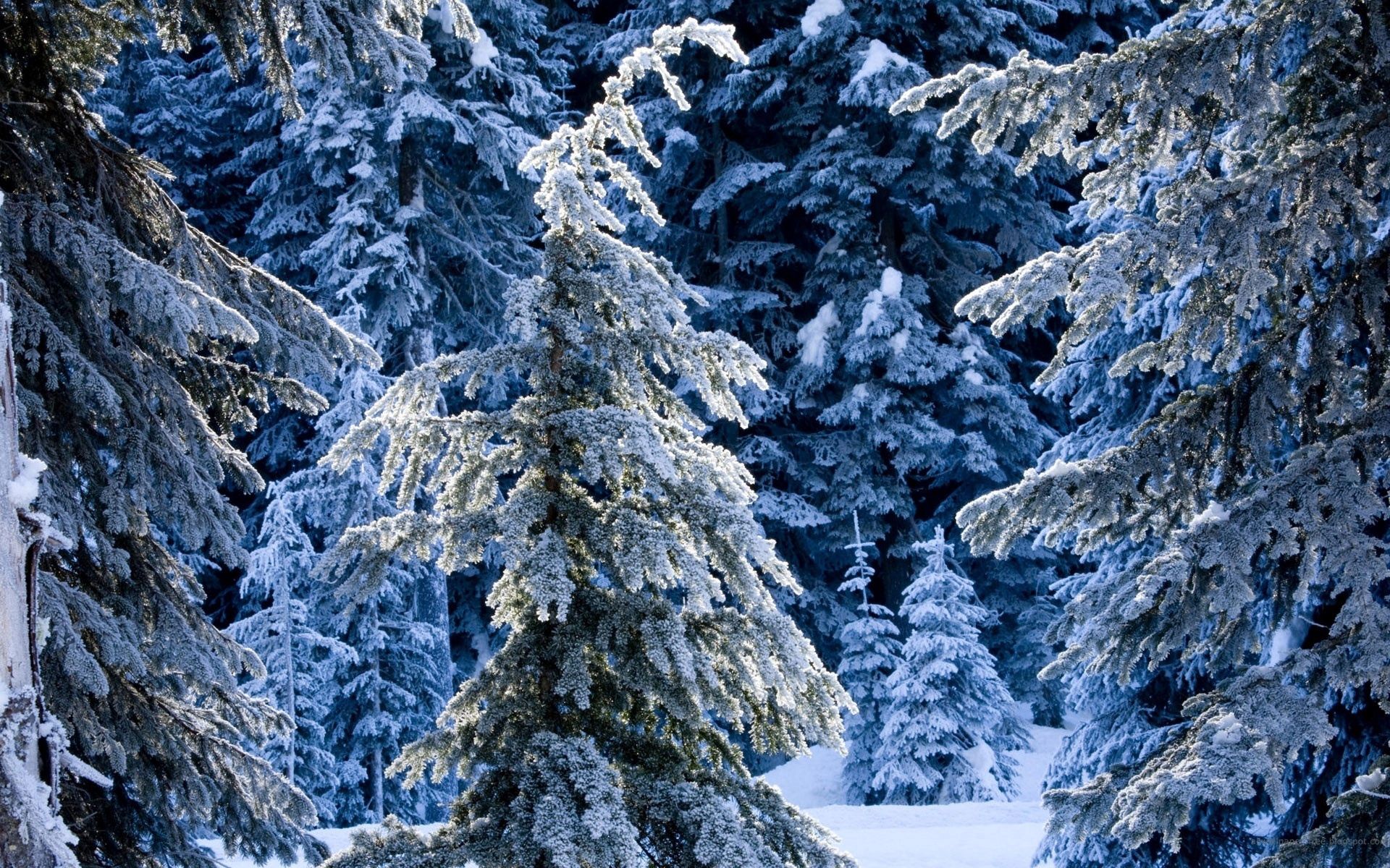 142231壁紙のダウンロード冬, 自然, 松, 雪, 針葉樹, 森林, 森, 沈黙, 食べた-スクリーンセーバーと写真を無料で