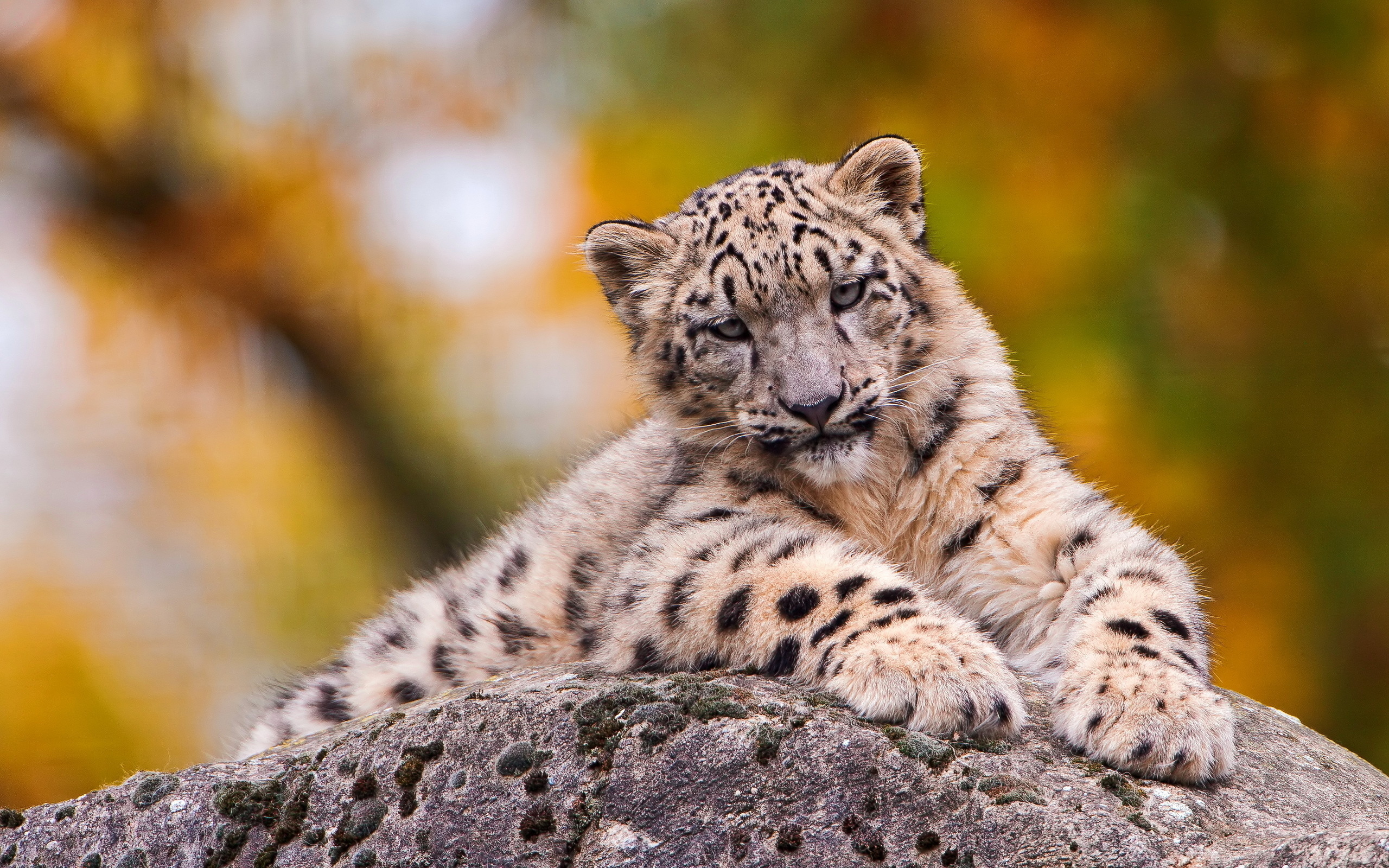 274519 Hintergrundbild herunterladen tiere, schneeleopard, katzen - Bildschirmschoner und Bilder kostenlos