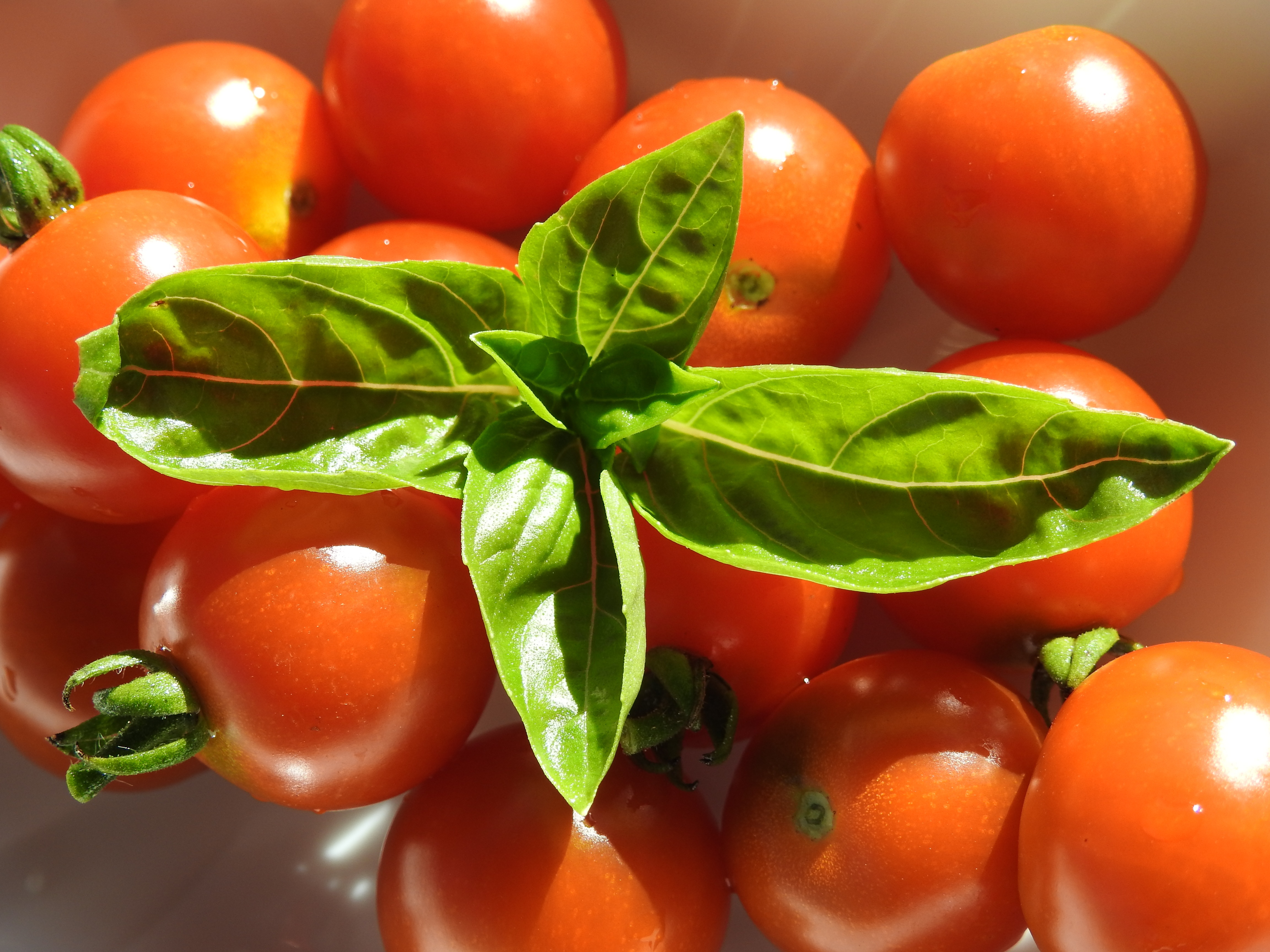 Download mobile wallpaper Basil, Tomatoes, Food, Cherry for free.