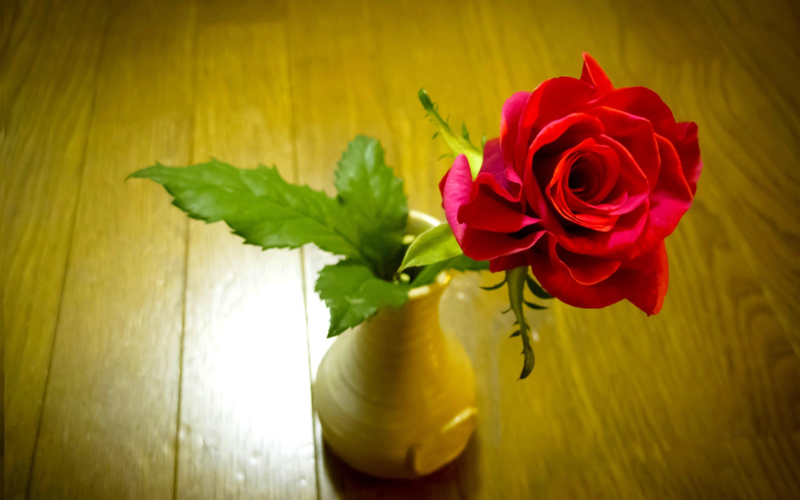 Одна роза в вазе