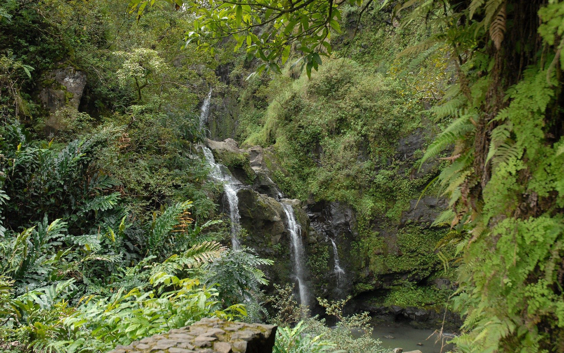 jungle, nature, rocks, waterfall, fern, vegetation download HD wallpaper