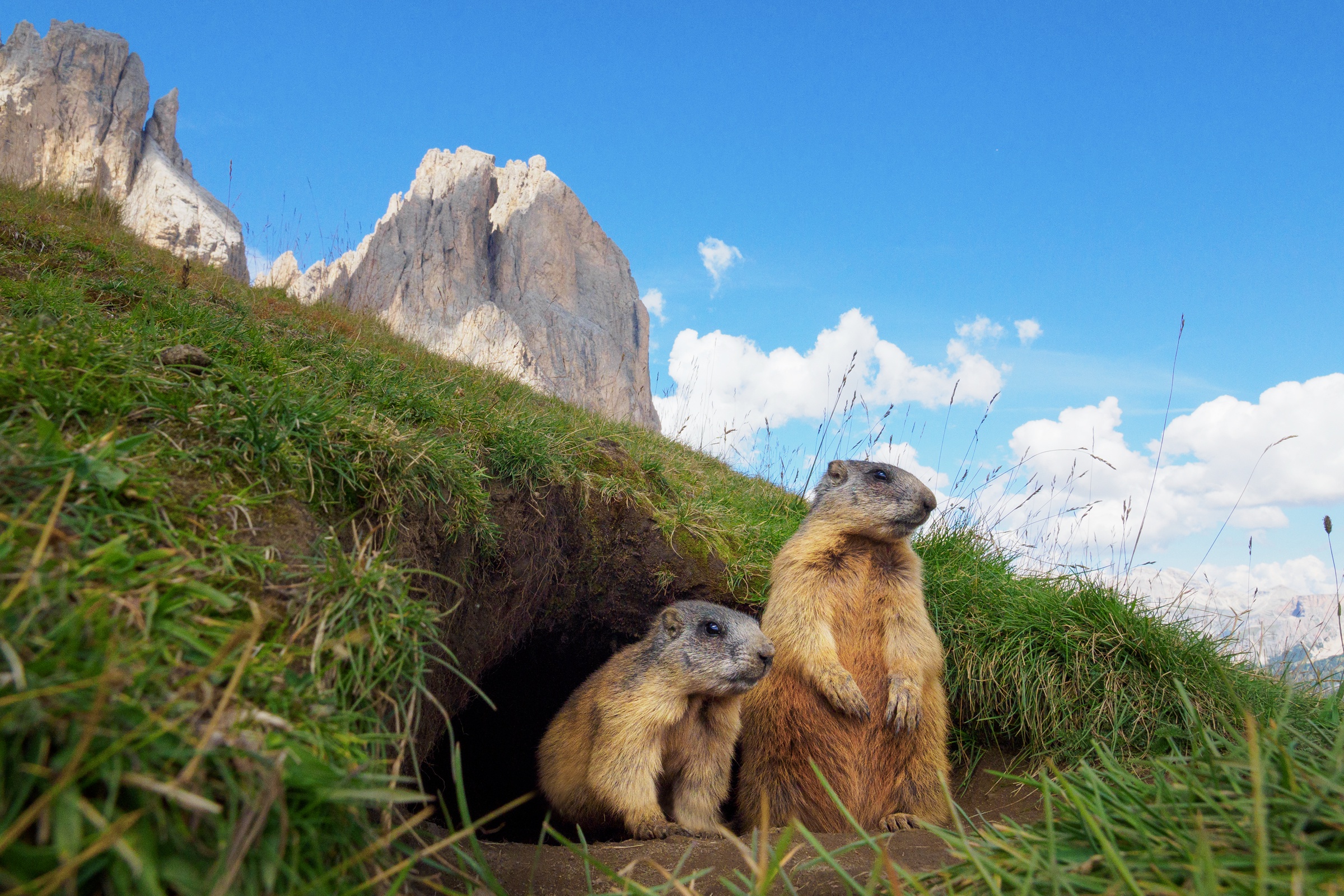 marmot, animal HD wallpaper