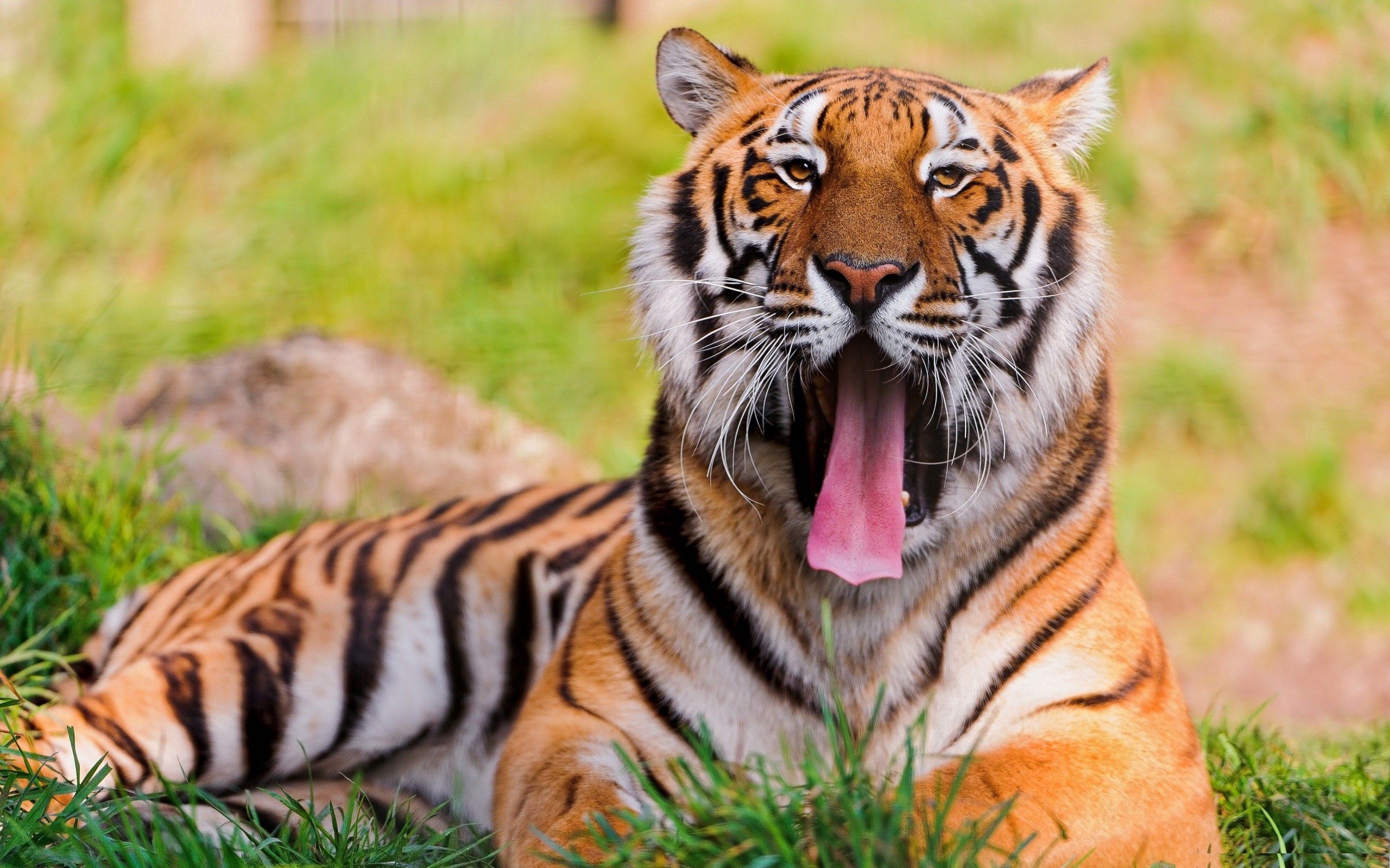 muzzle, animals, grass, grin, to lie down, lie, tiger, anger for android