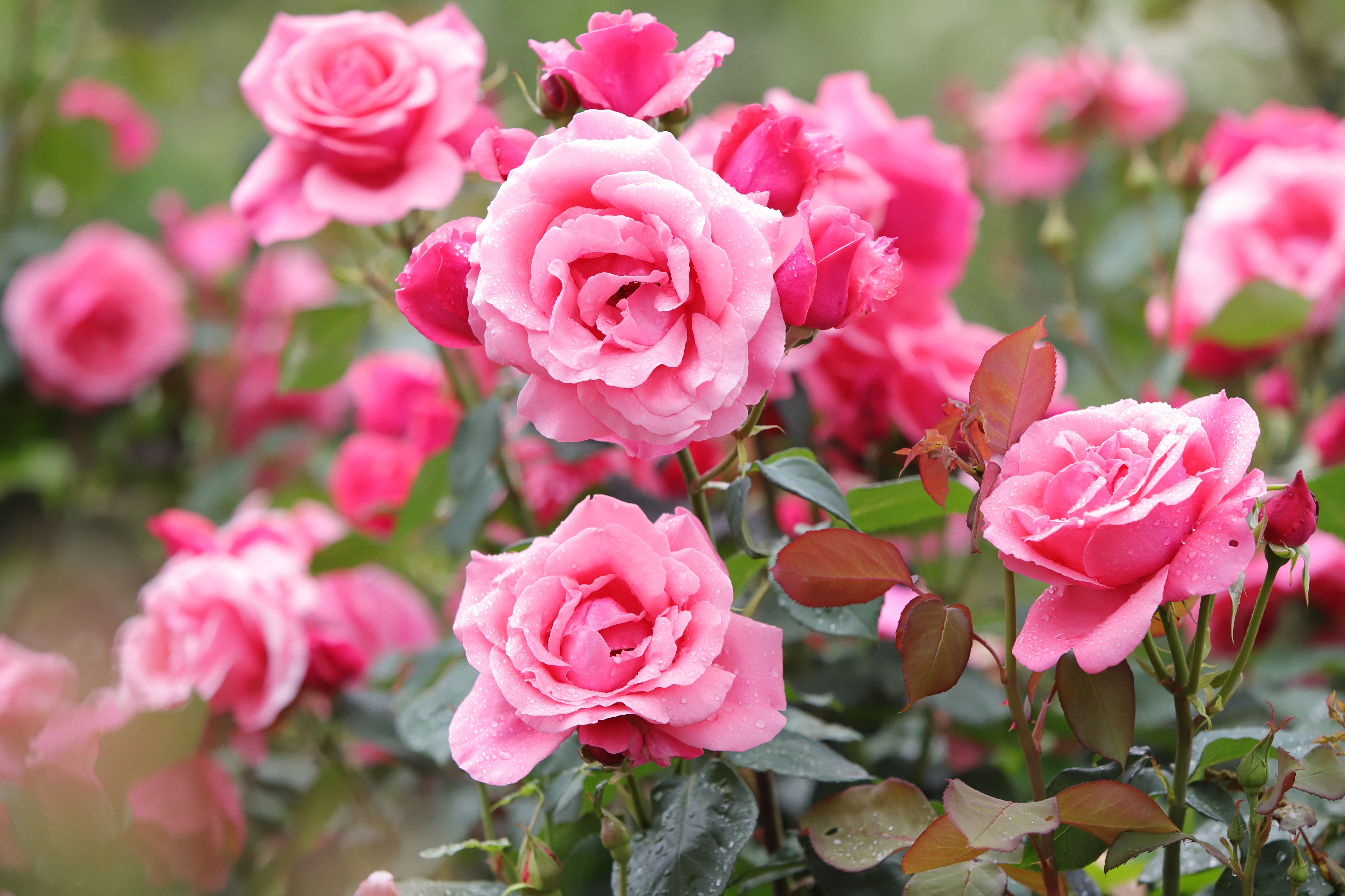 Красивый куст светло розовые розы