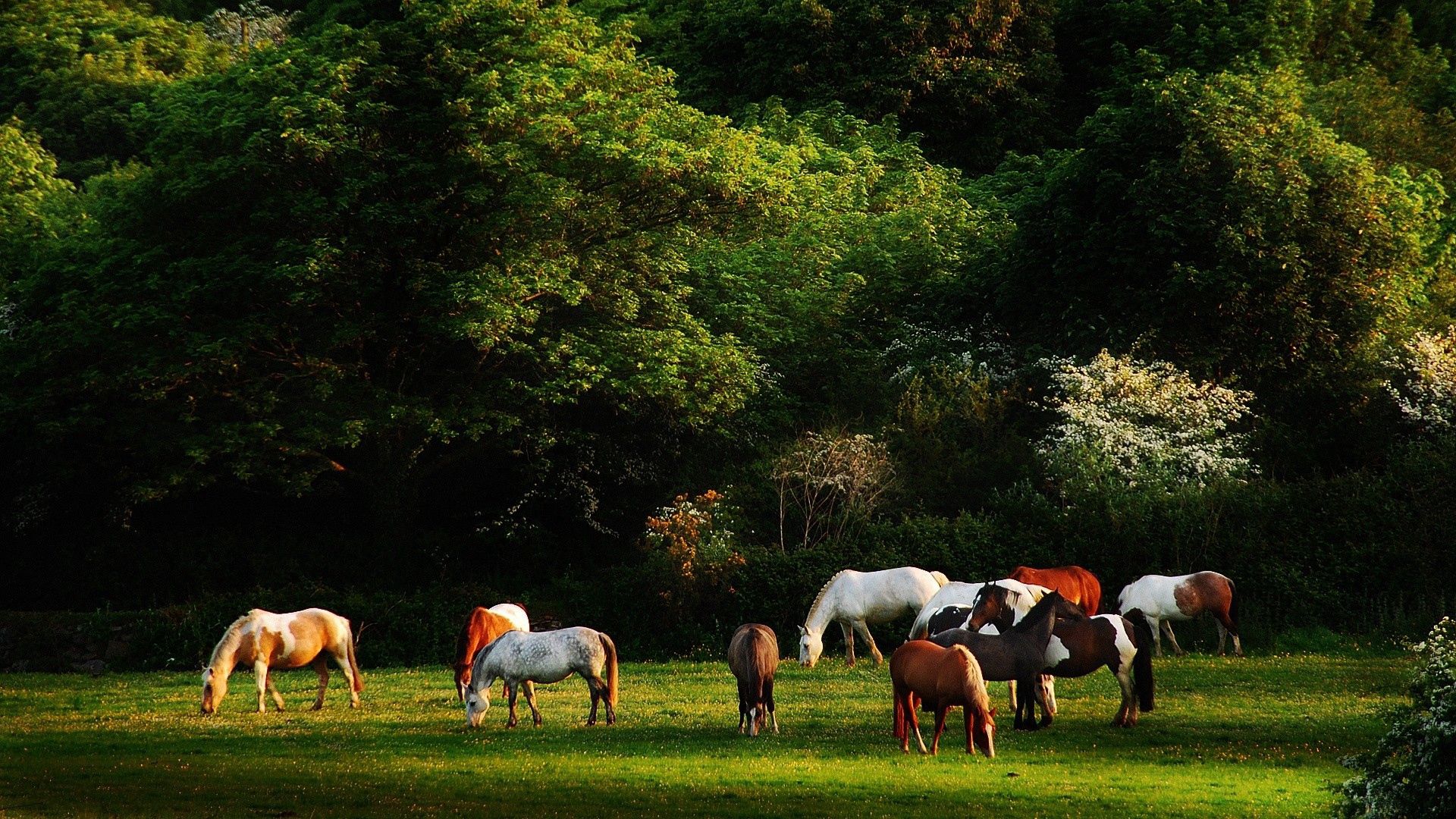 63755 скачать картинку лошади, животные, деревья, трава, прогулка, табун - обои и заставки бесплатно