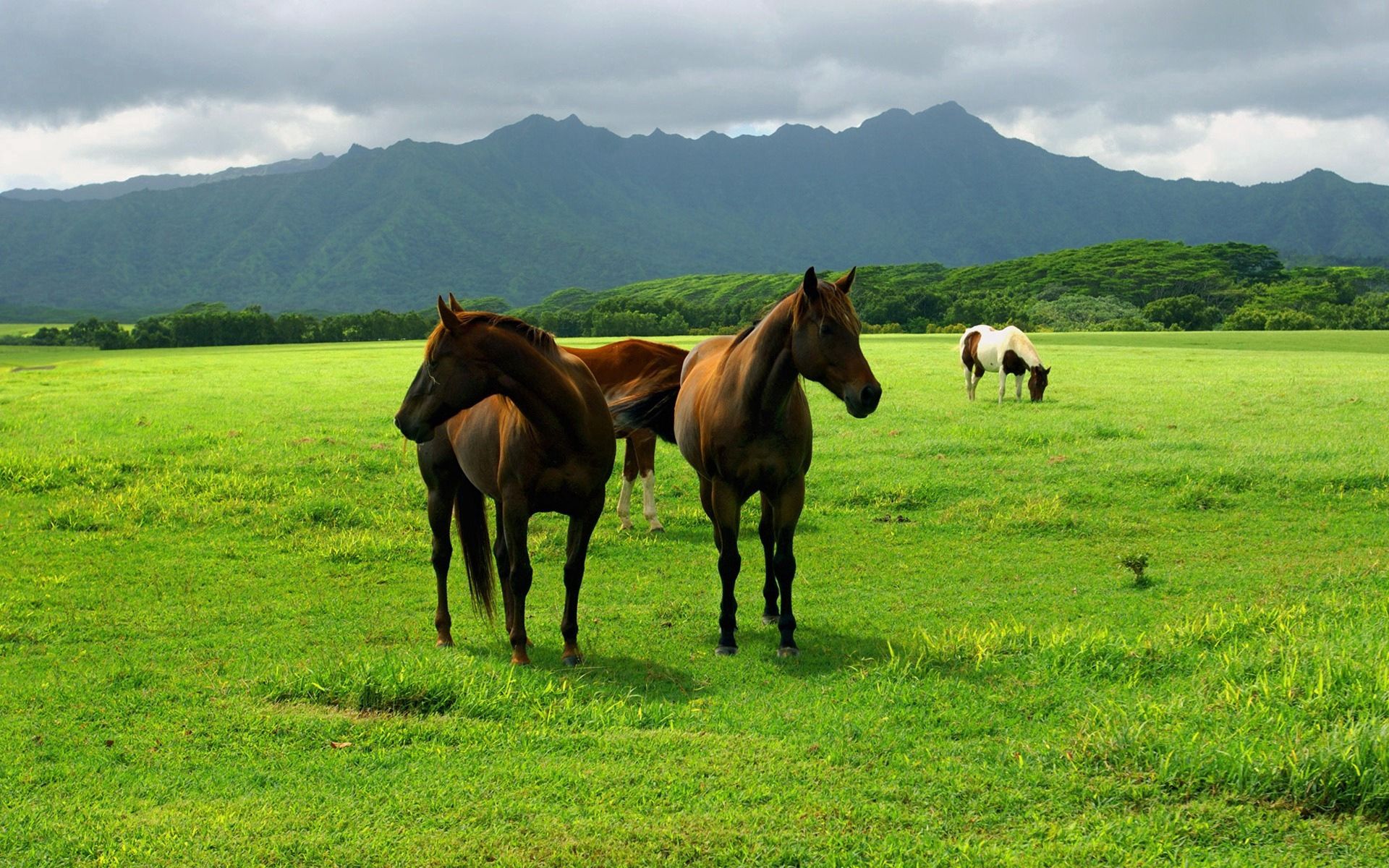 Download mobile wallpaper Animals, Grass, Stroll, Pasture, Meadow, Horses for free.