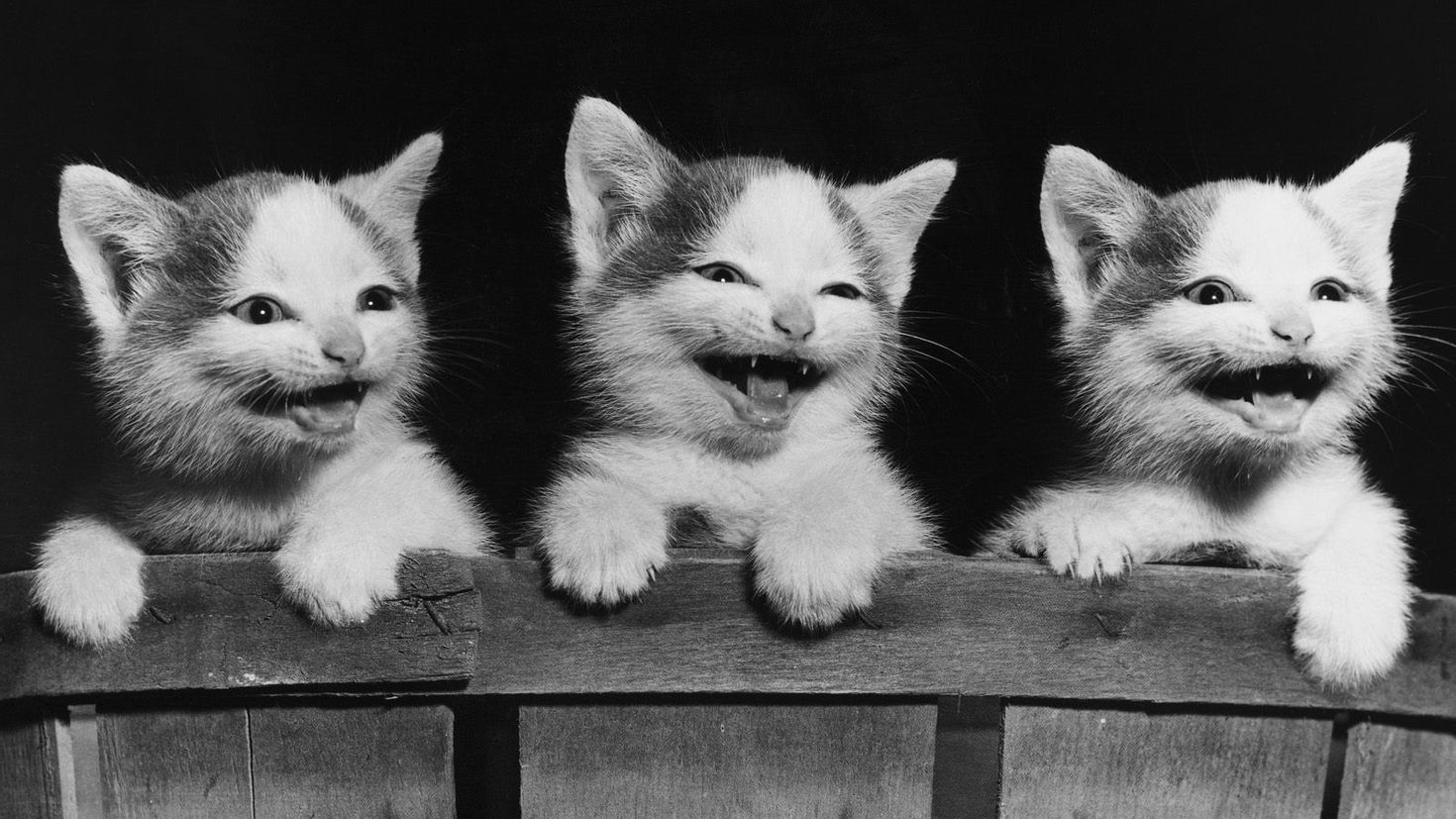 Три кошки. Котик улыбается. Три белых котенка. Милые котики.