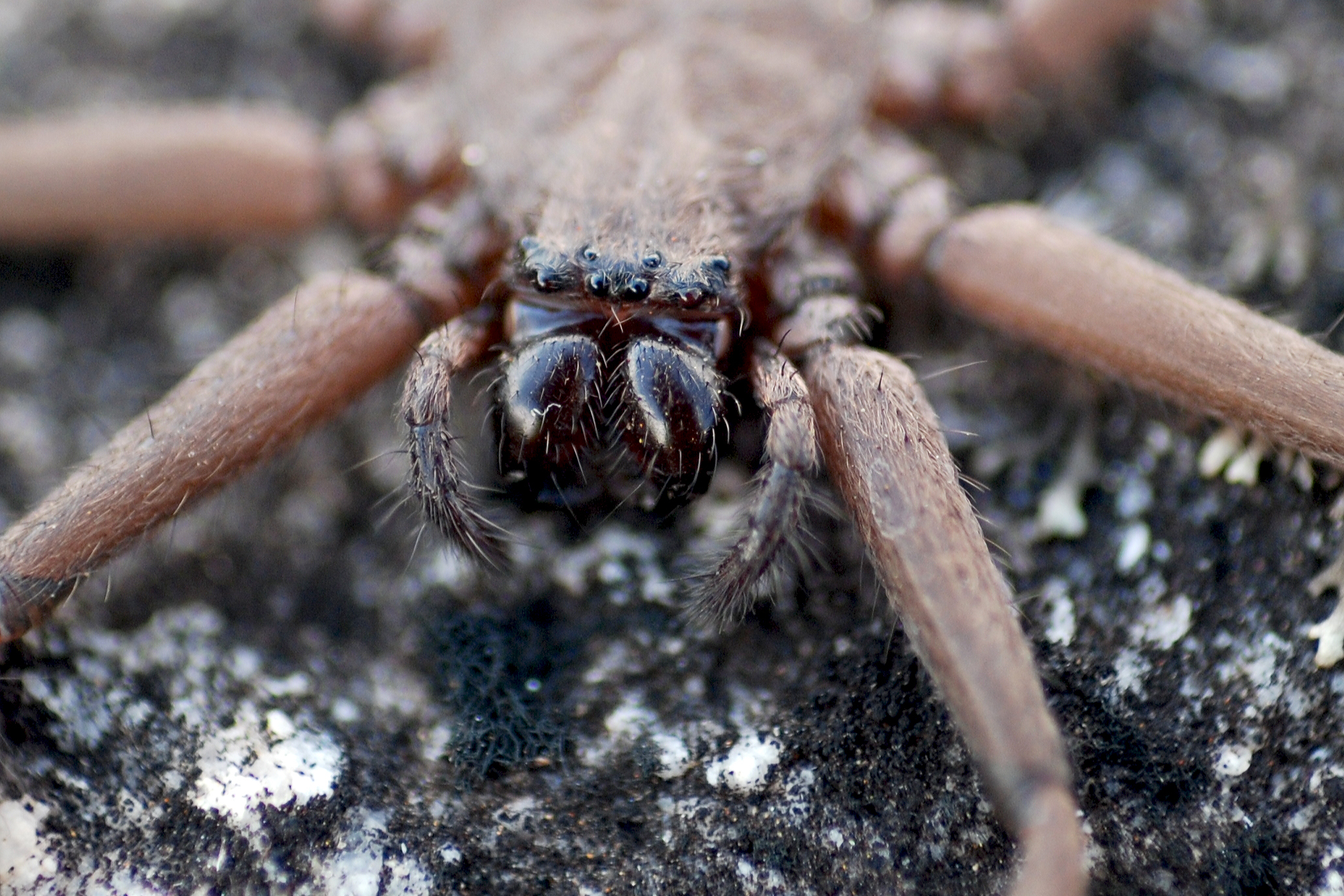 Паук на компьютере. Паук ты паук. Wild animal Spider. Как паук но не паук.