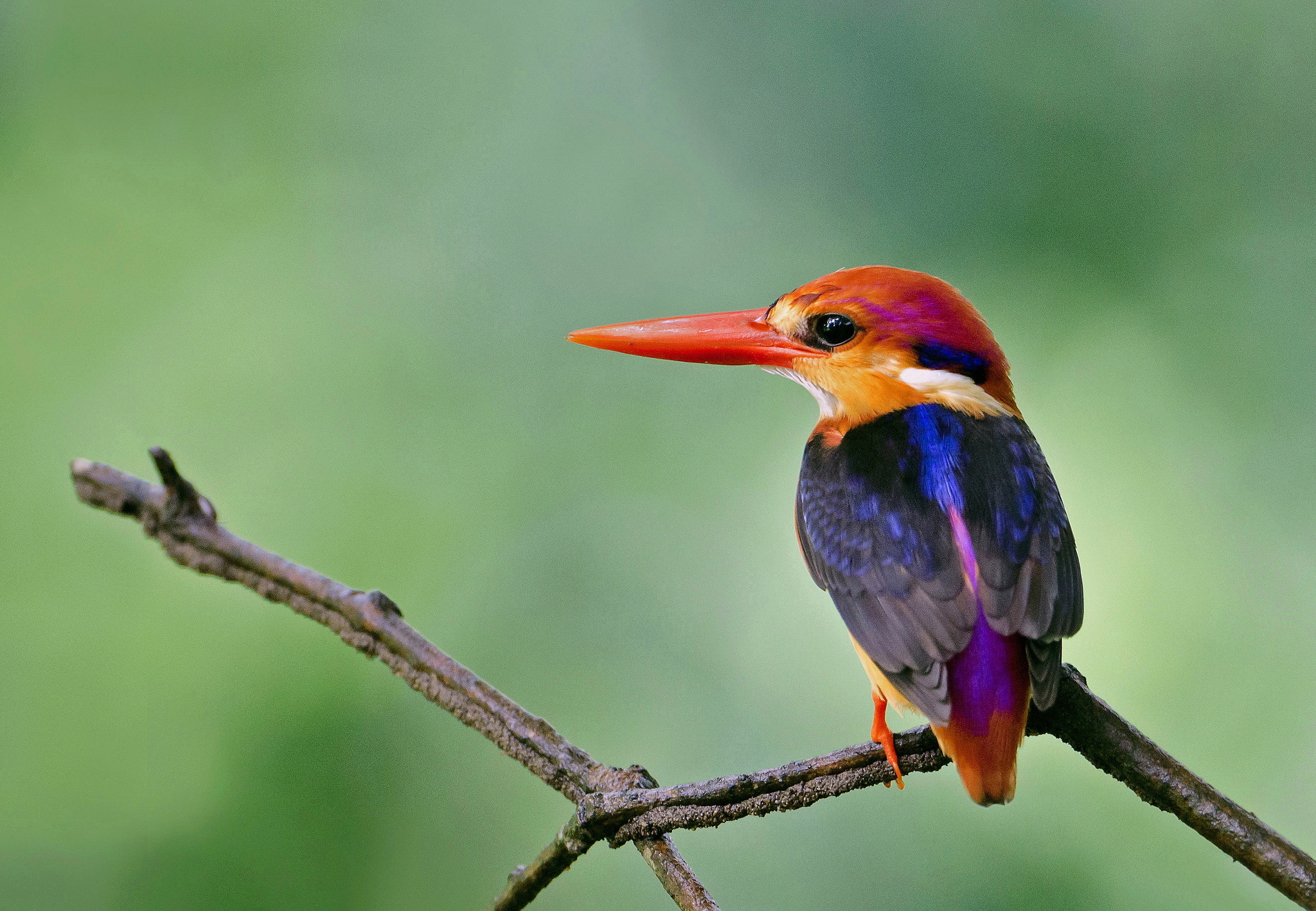 kingfisher, animal, birds HD wallpaper