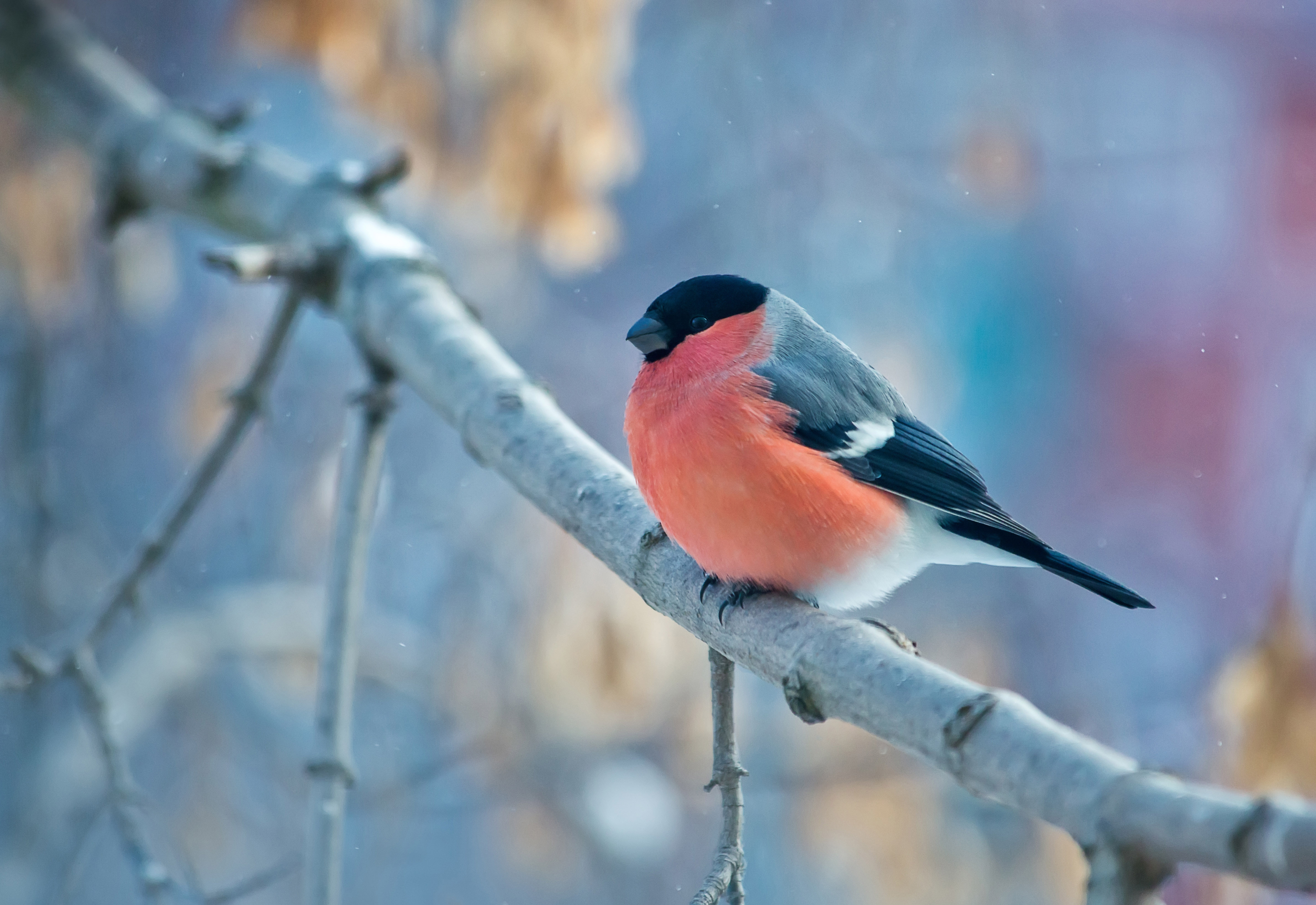 bullfinch, animal, bird, branch, winter, birds 4K
