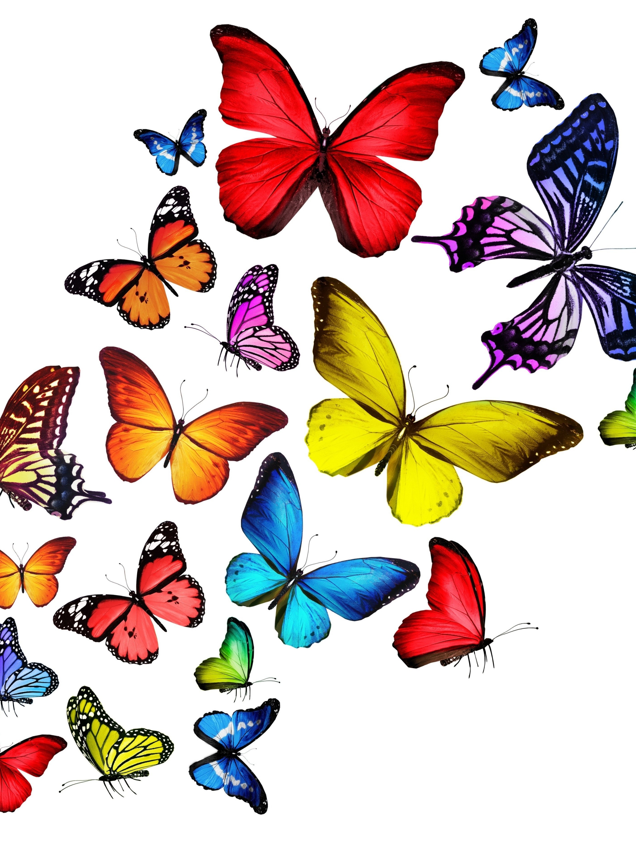 Красивые разноцветные бабочки