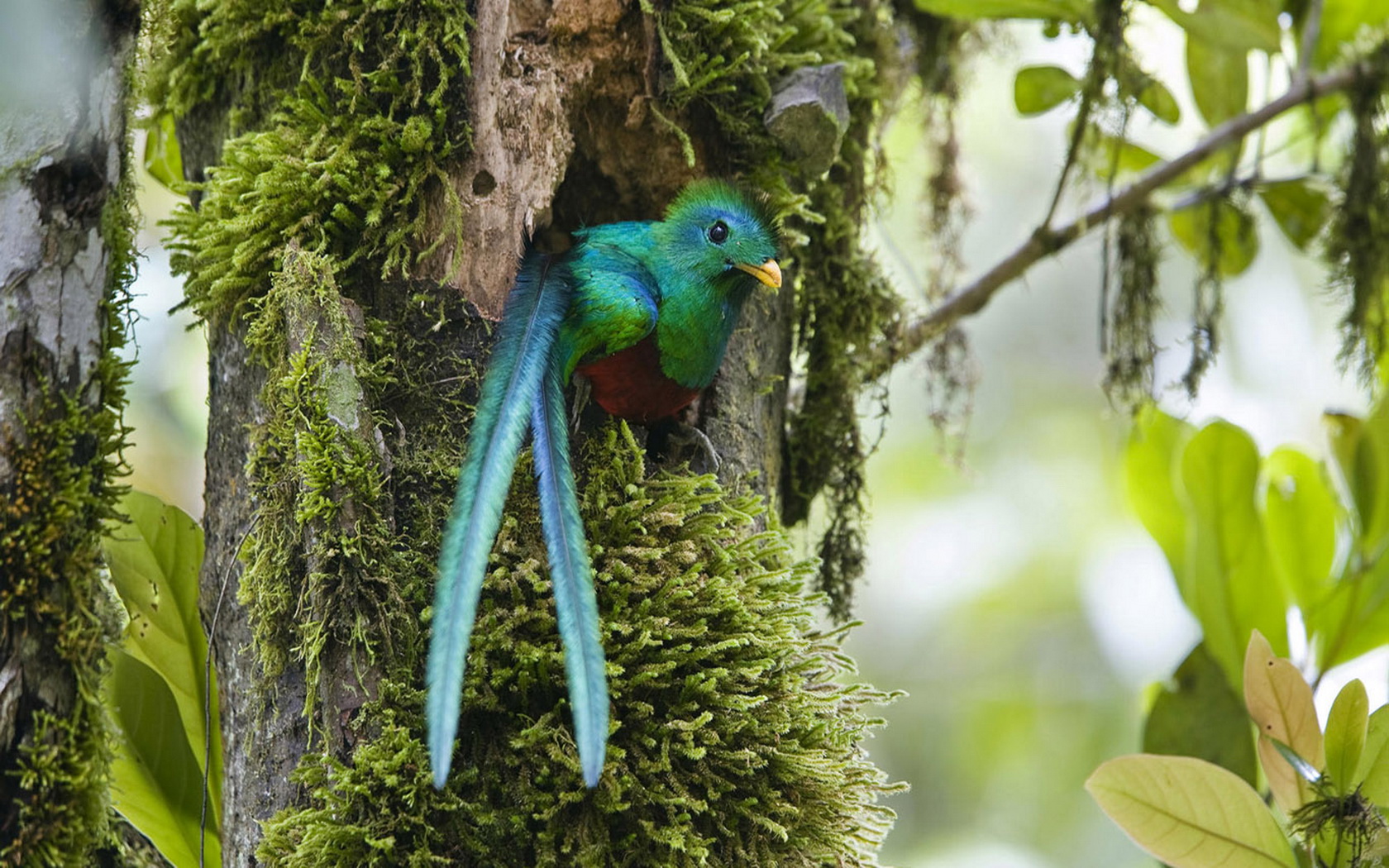 animal, quetzal