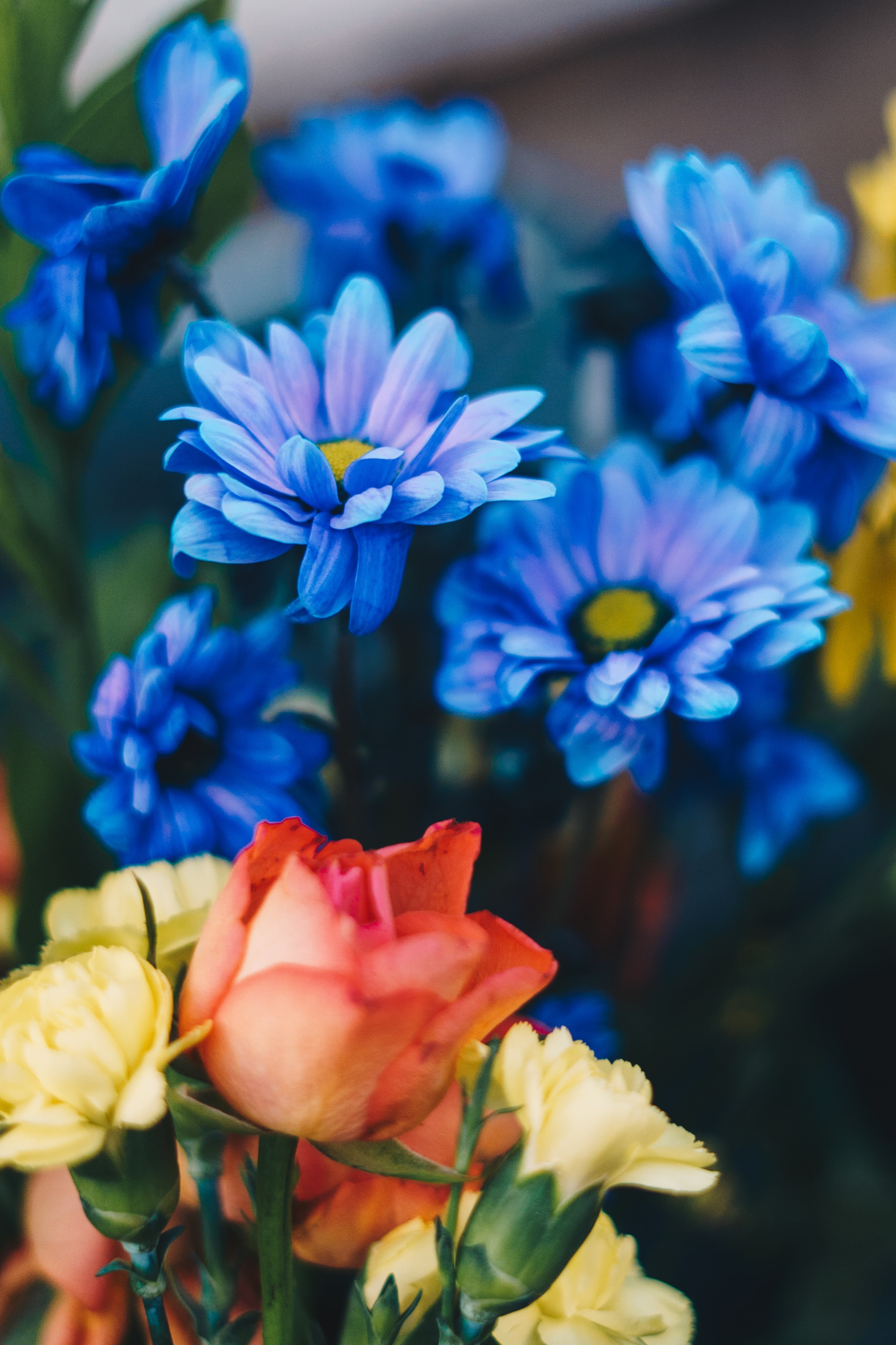 chrysanthemum, bouquet, flowers, roses, blue