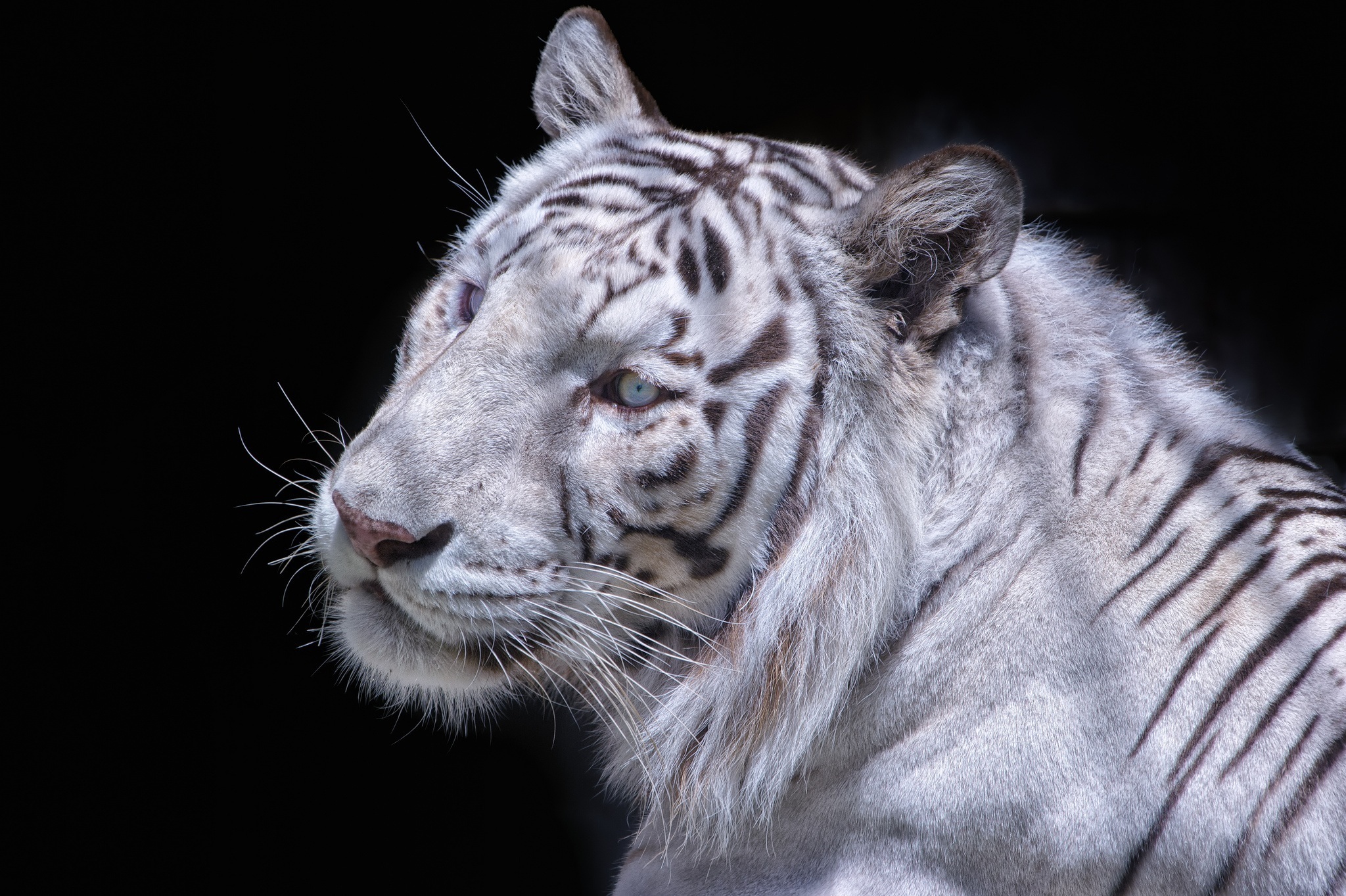 56309 baixar papel de parede tigre branco, animais, gato, focinho, predator, predador - protetores de tela e imagens gratuitamente