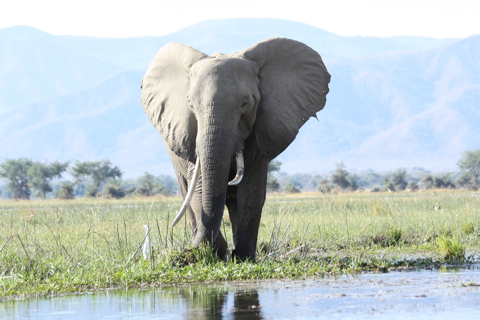 393662 télécharger l'image animaux, éléphant de savane d'afrique, mammifère, défense, éléphants - fonds d'écran et économiseurs d'écran gratuits