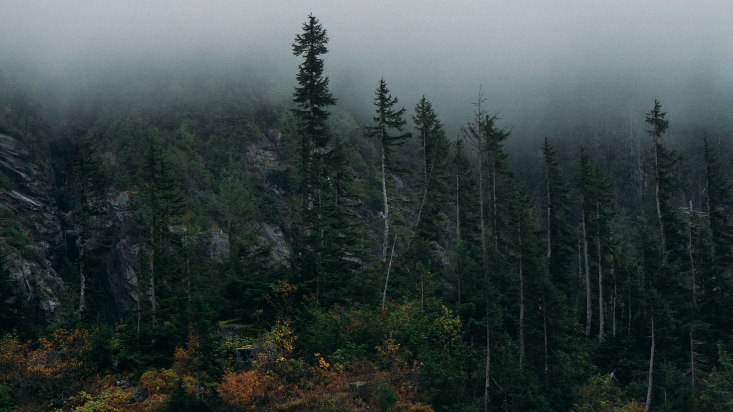 Скалы лес туман