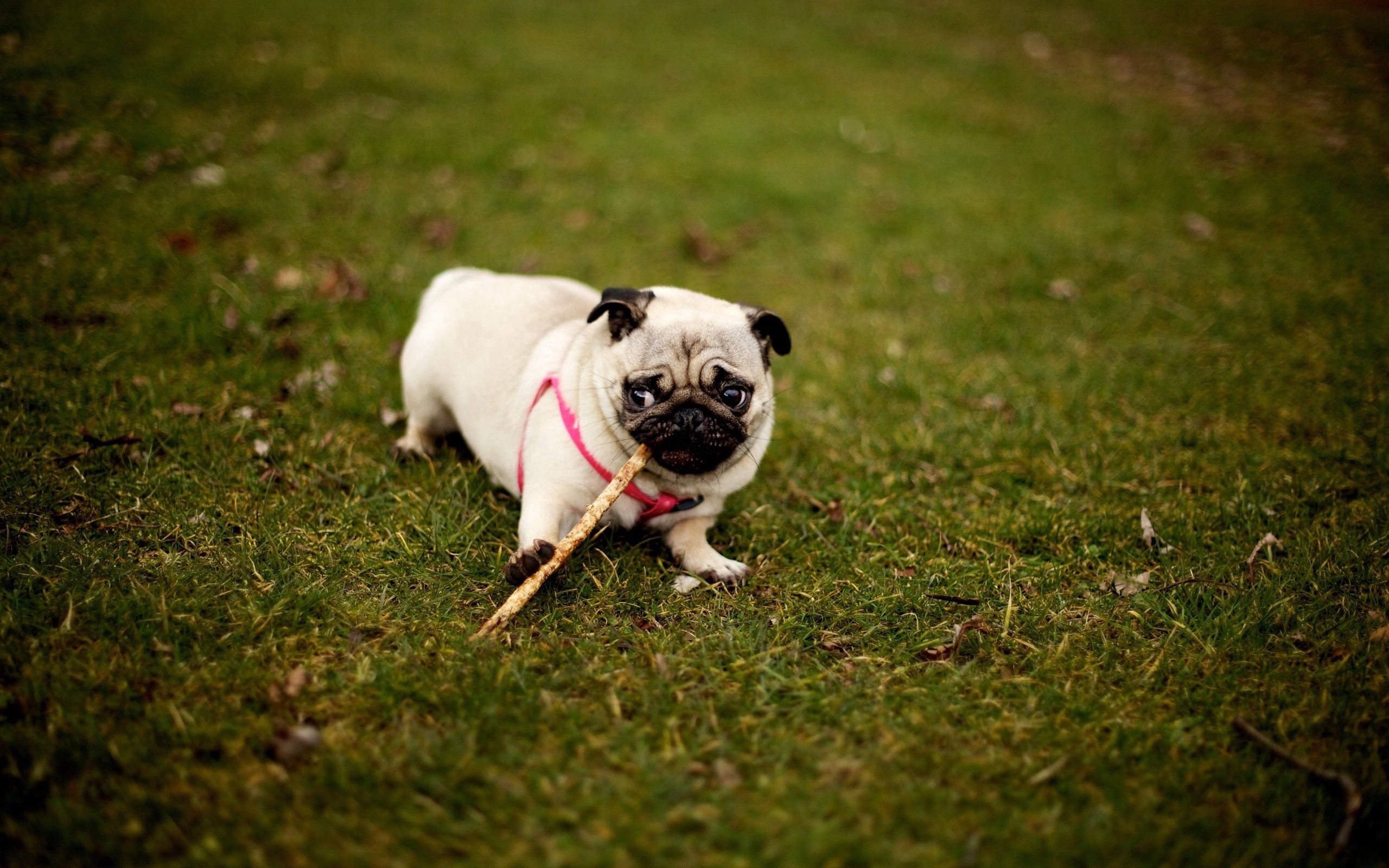 Download mobile wallpaper Grass, Sit, Collar, Dog, Animals, Stroll, Pug for free.