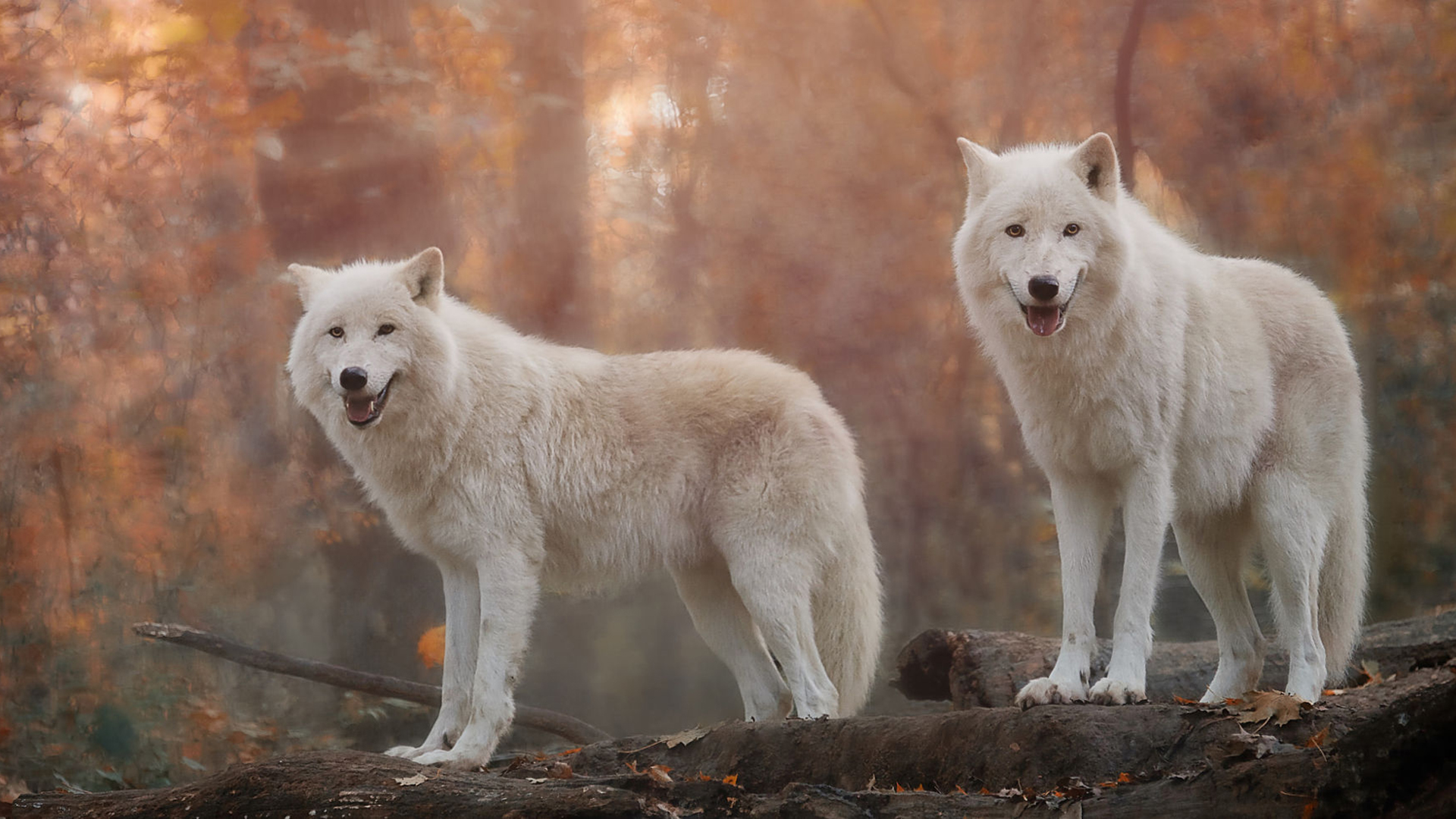 384222 скачать обои волки, животные, волк, белый волк - заставки и картинки бесплатно