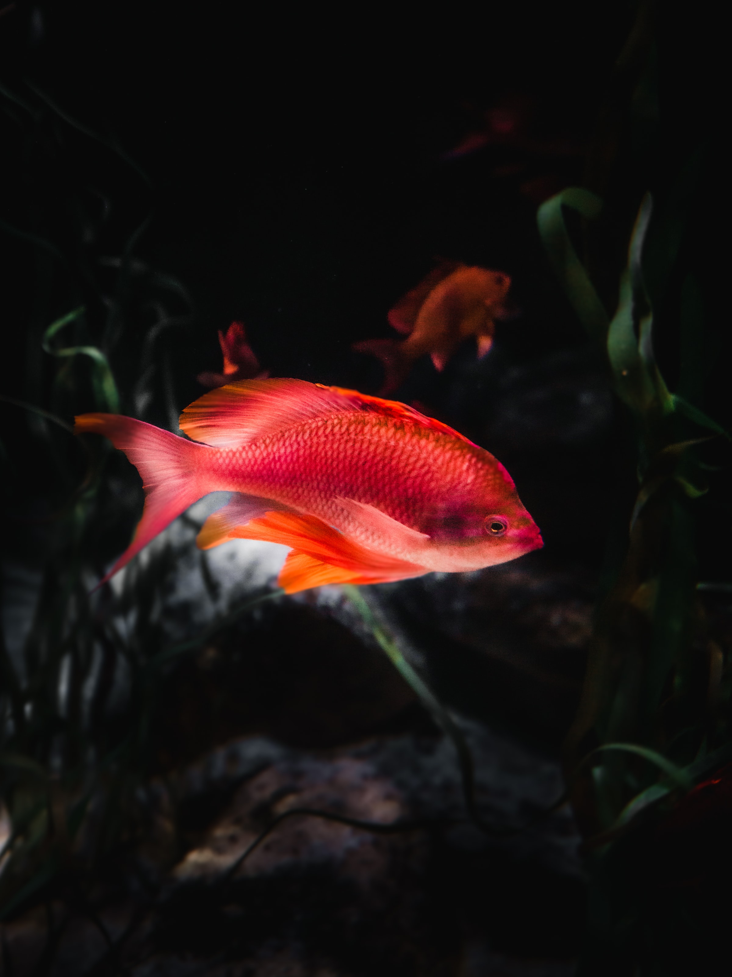 Download mobile wallpaper Aquarium, Orange Fish, Animals, Water, Fish for free.