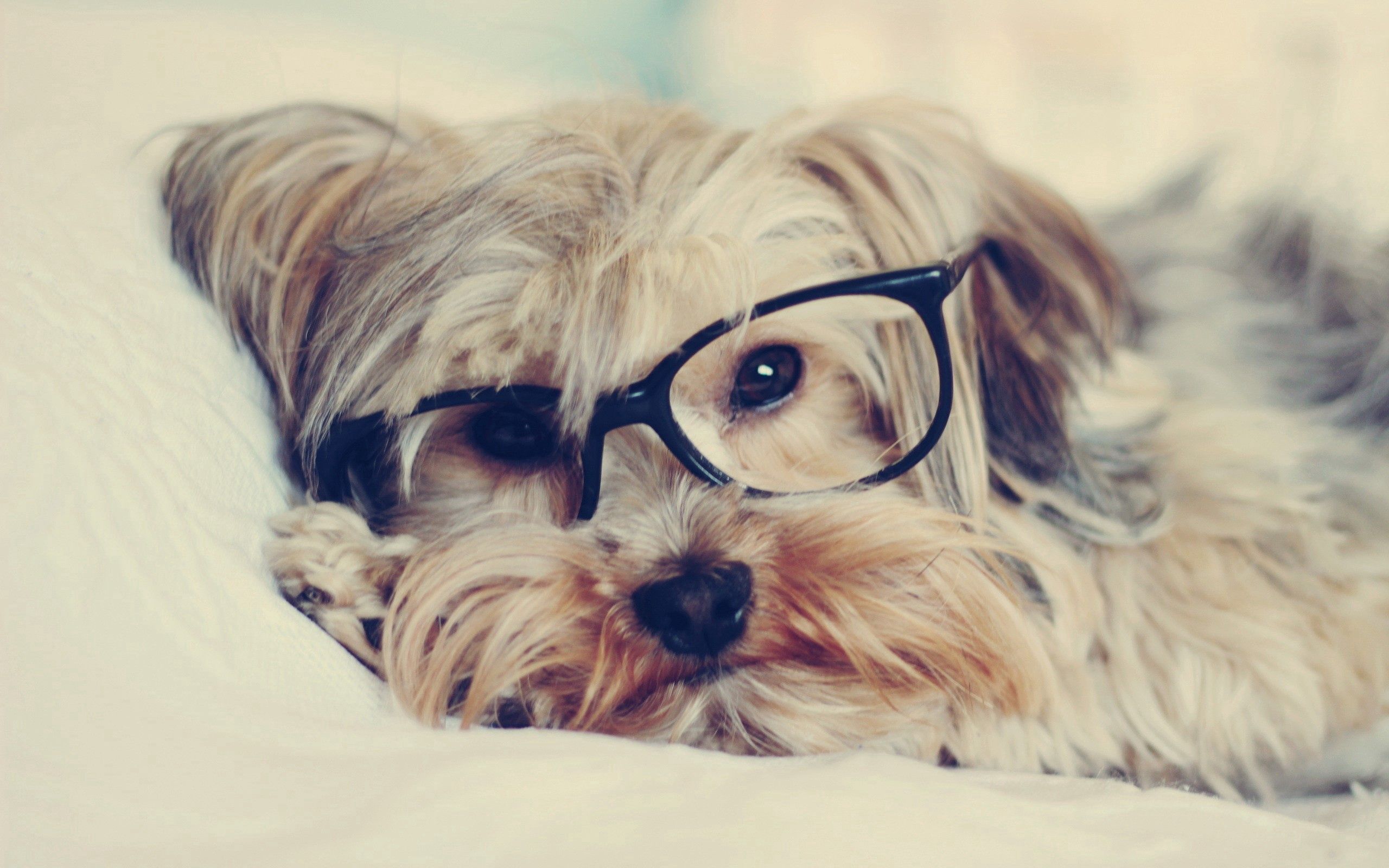 59747 télécharger l'image lunettes, chien, yorkshire terrier, animaux, museau, muselière - fonds d'écran et économiseurs d'écran gratuits