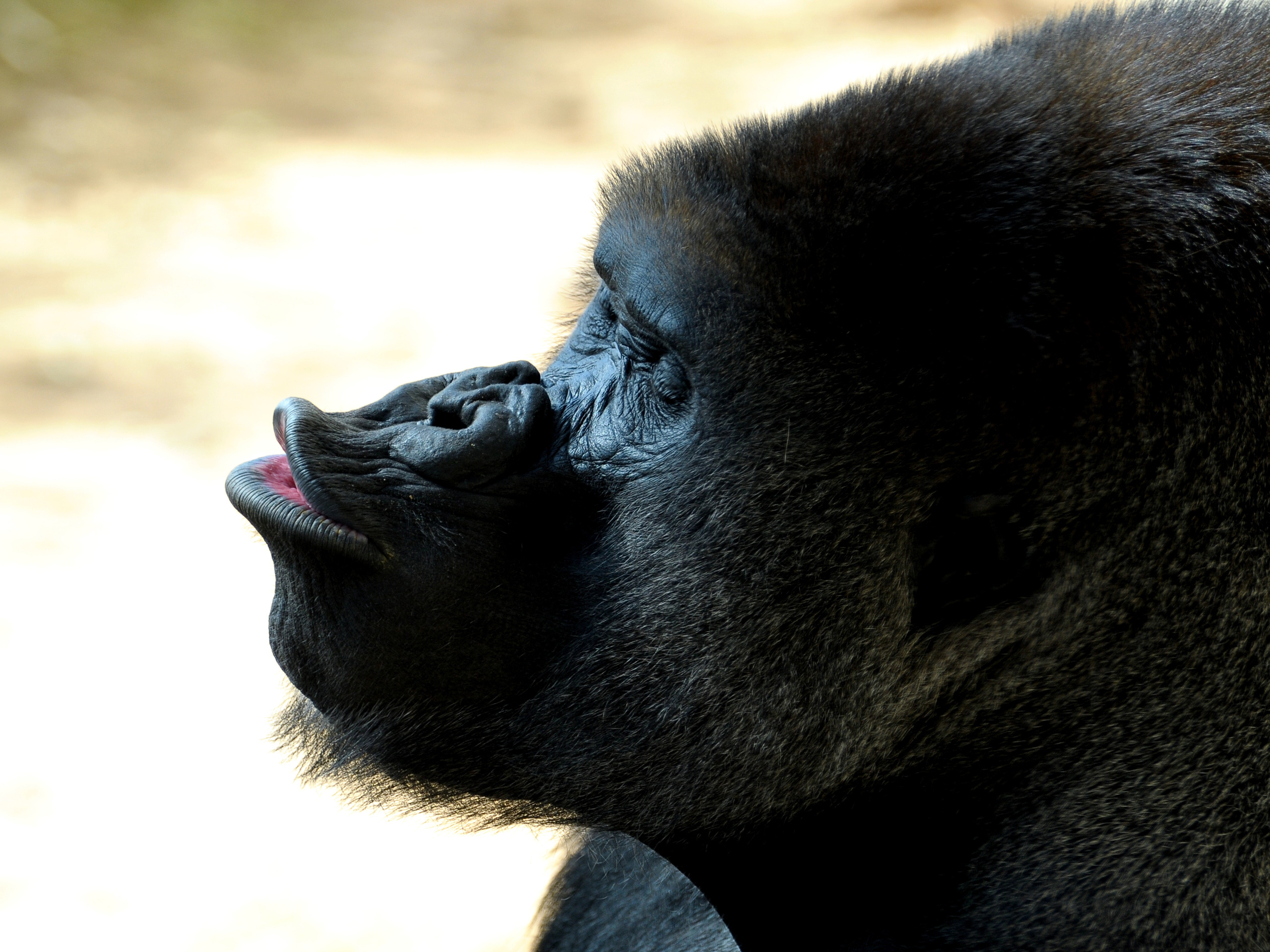 HD wallpaper animal, gorilla, monkeys