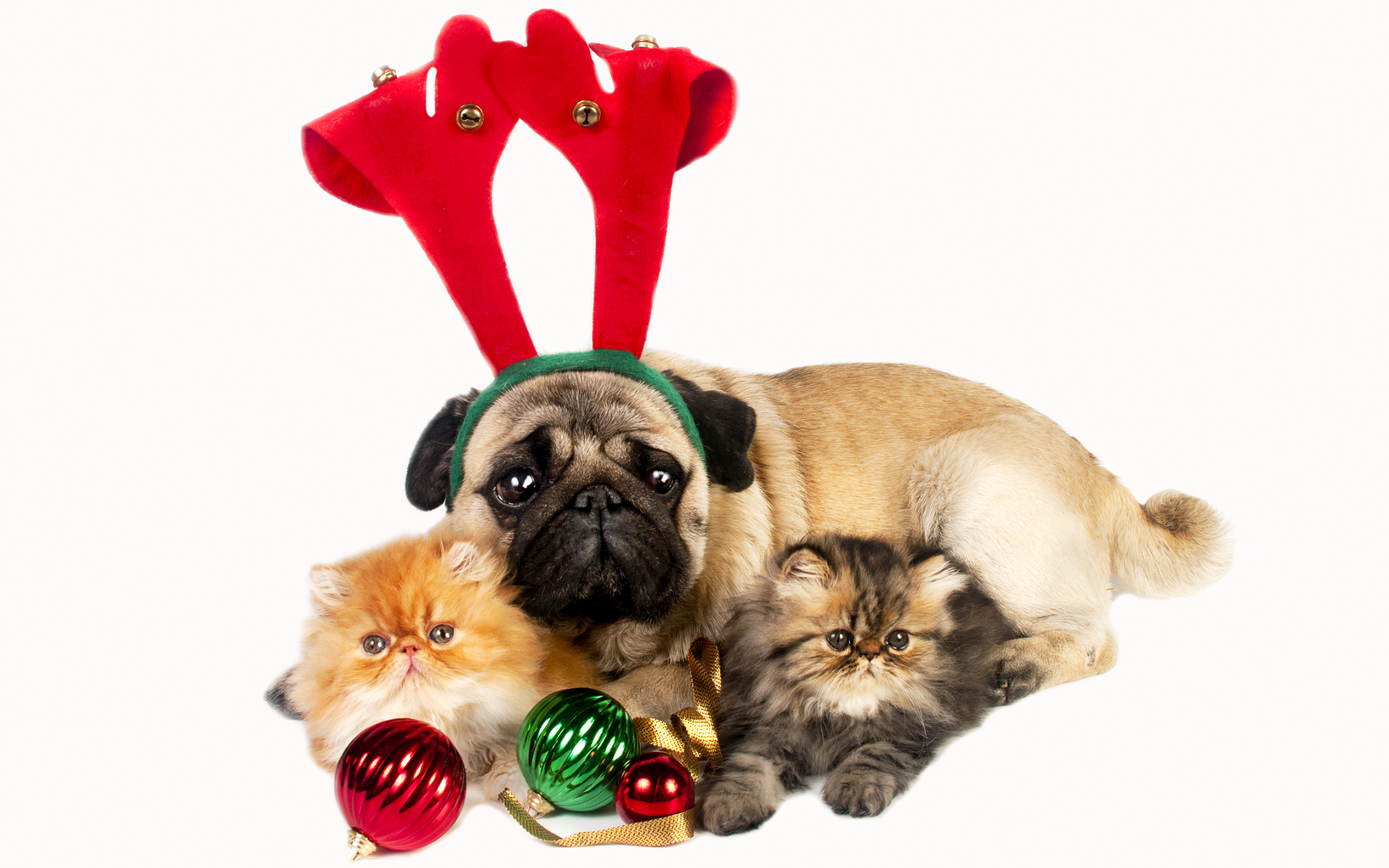 211904 descargar imagen día festivo, navidad, perro, gatito, doguillo: fondos de pantalla y protectores de pantalla gratis