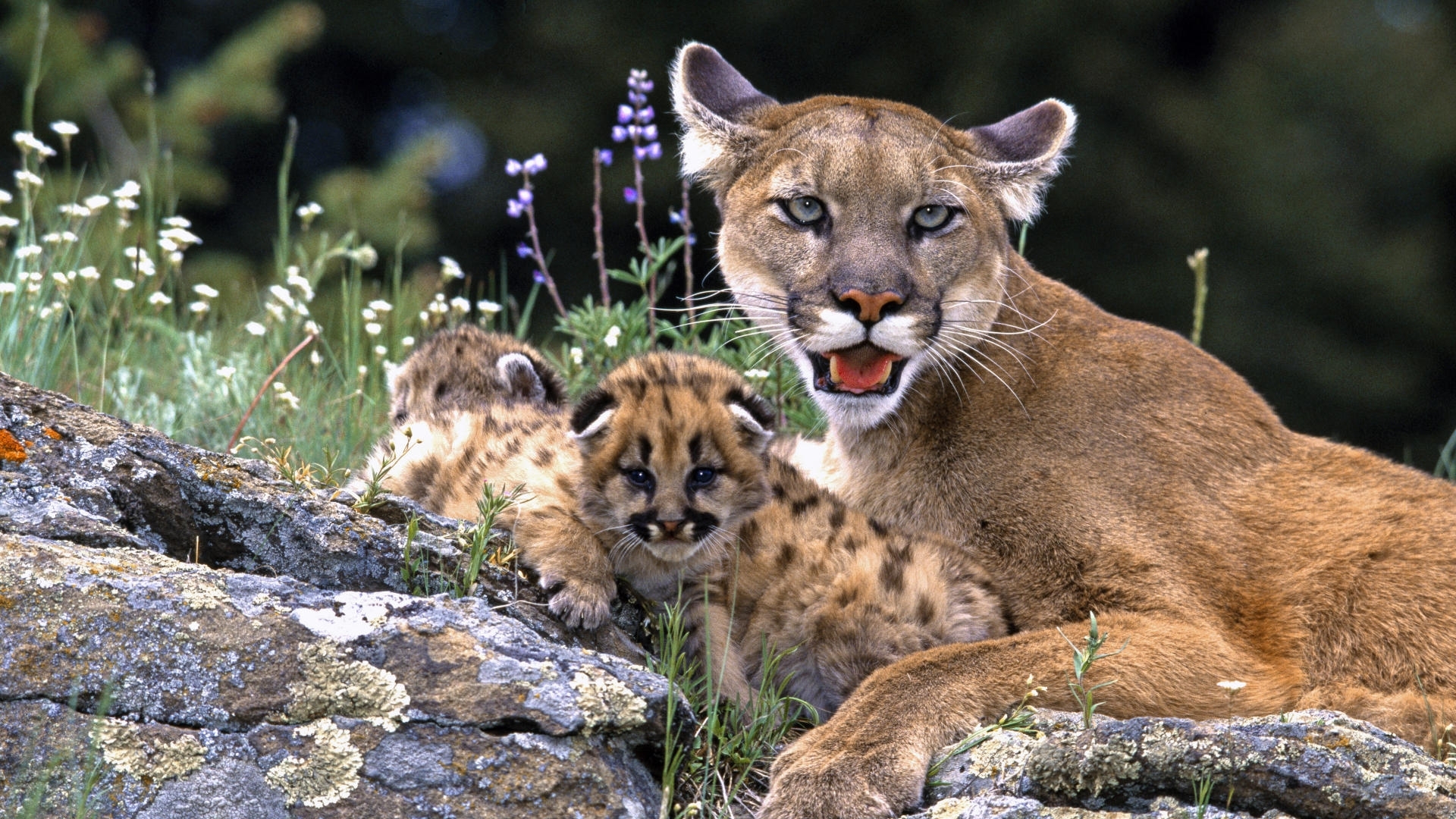 Download mobile wallpaper Animals, Puma for free.