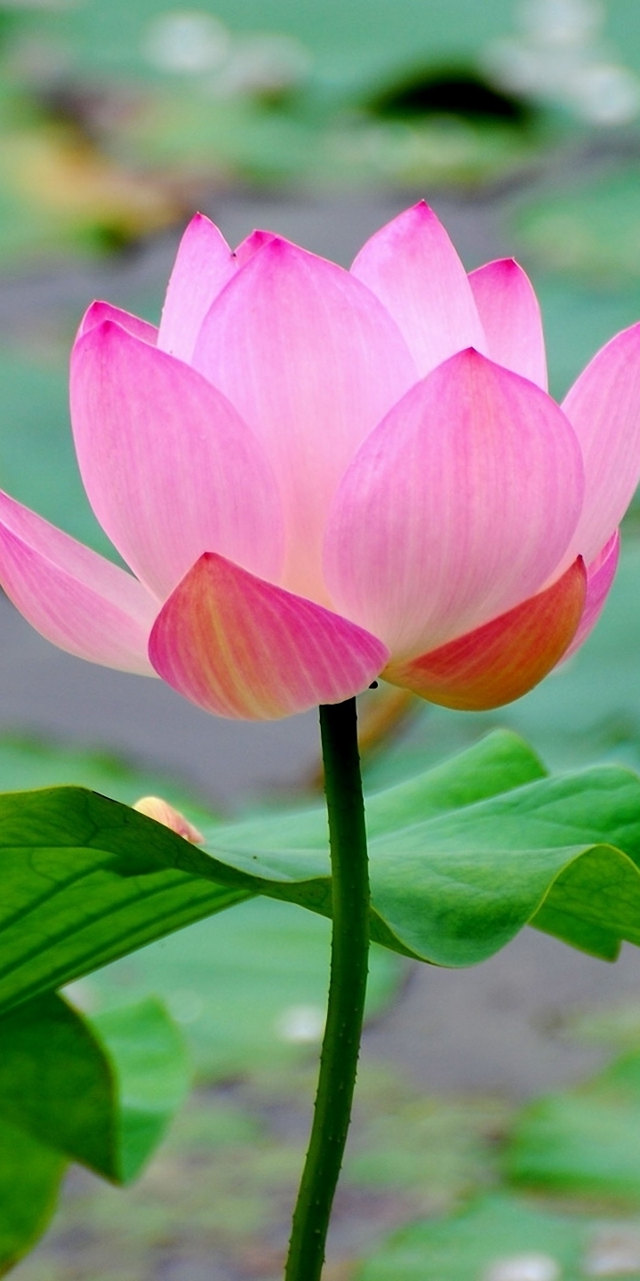 pink lotus flower on body of water iPhone Wallpapers Free Download