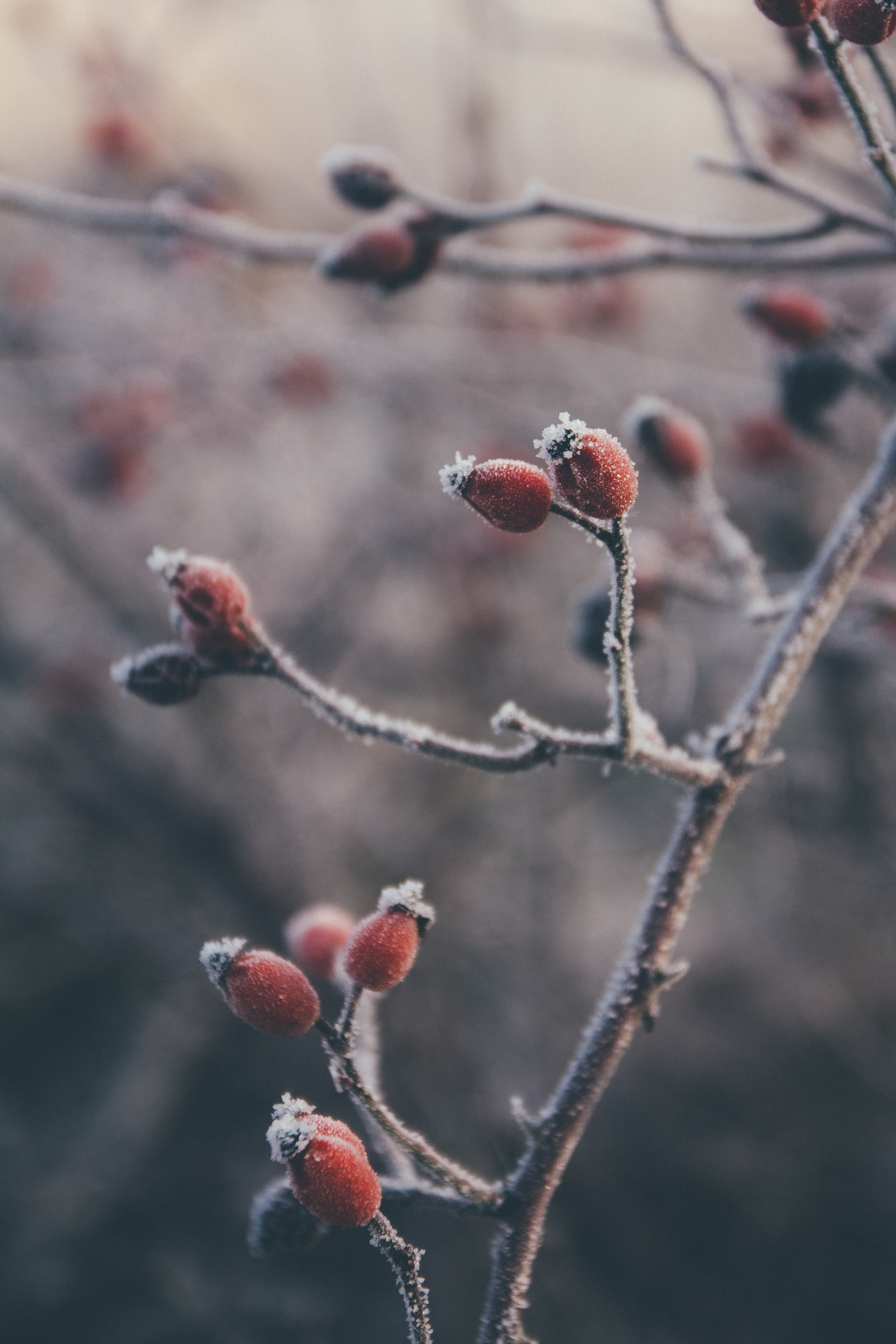 Download mobile wallpaper Frost, Hoarfrost, Briar, Macro, Berries, Plant for free.