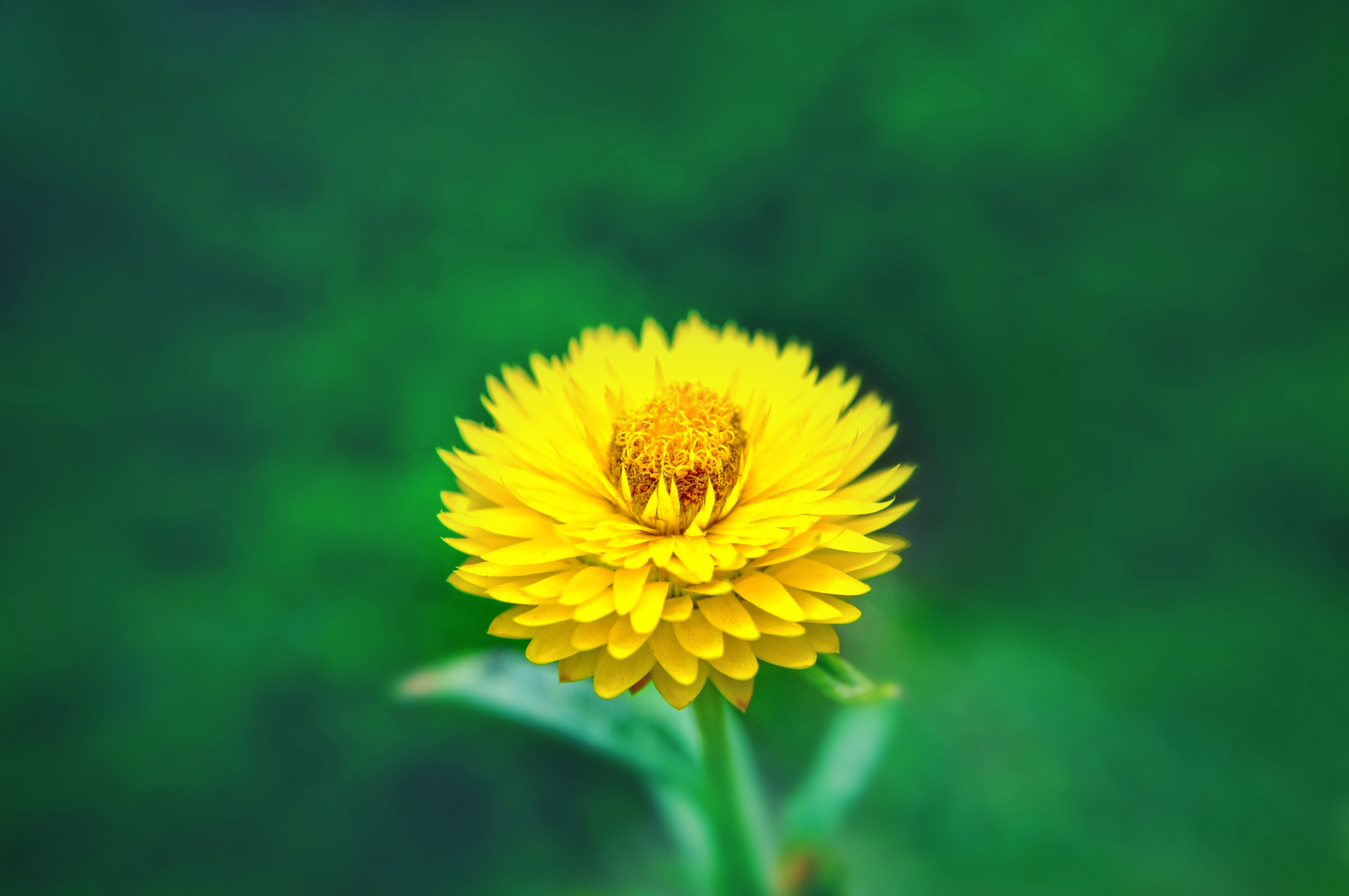 147614 free download Yellow wallpapers for phone,  Yellow images and screensavers for mobile