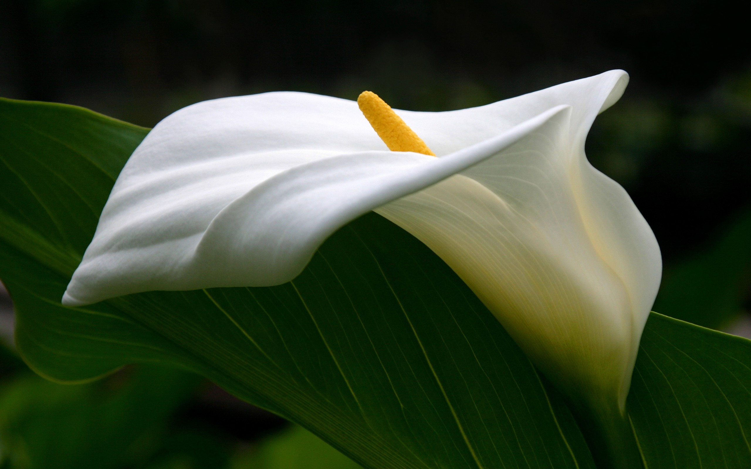 vertical wallpaper calla lily, flower, white flower, earth, close up, leaf, lily, flowers