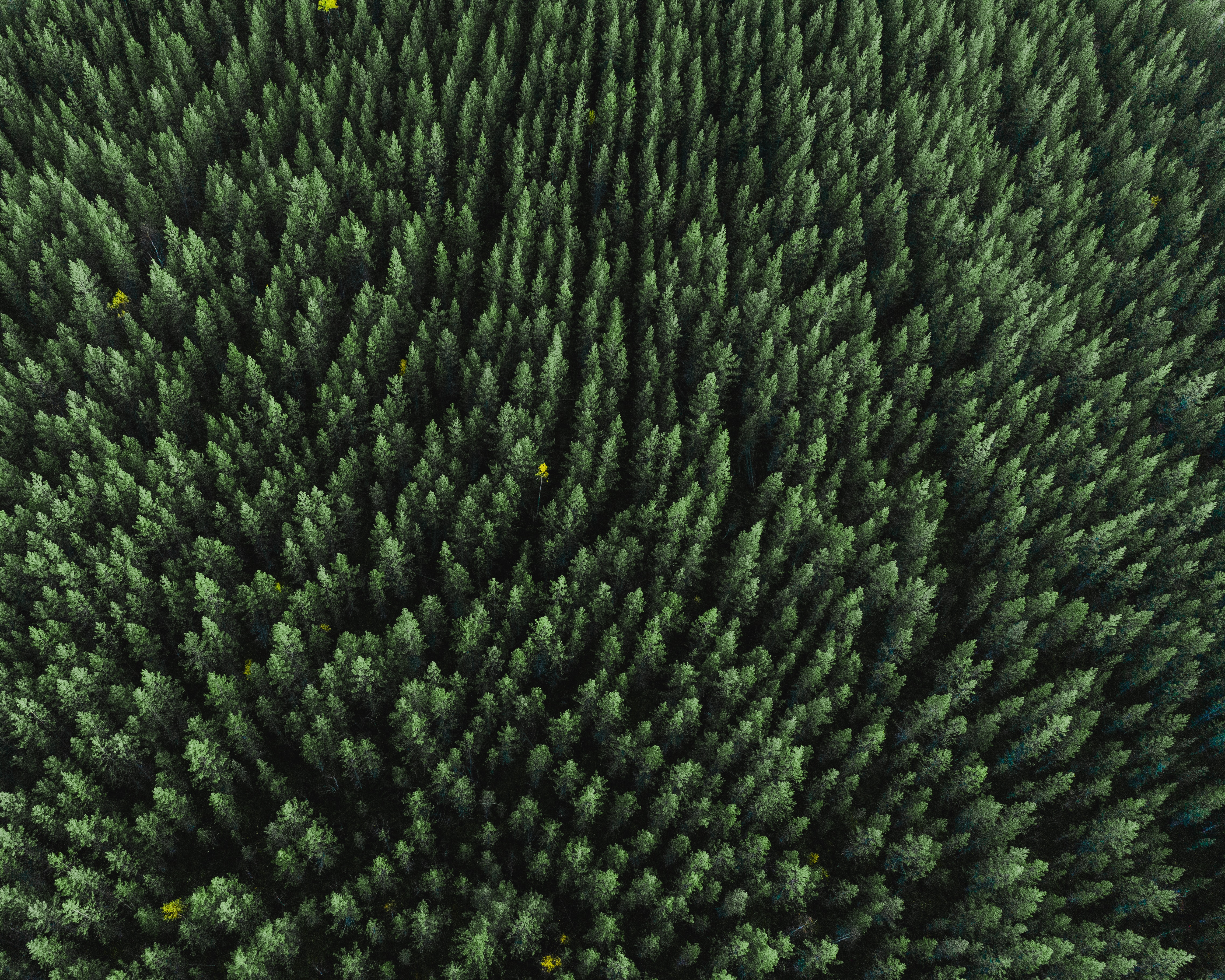 tops, nature, trees, view from above, top, coniferous, forest