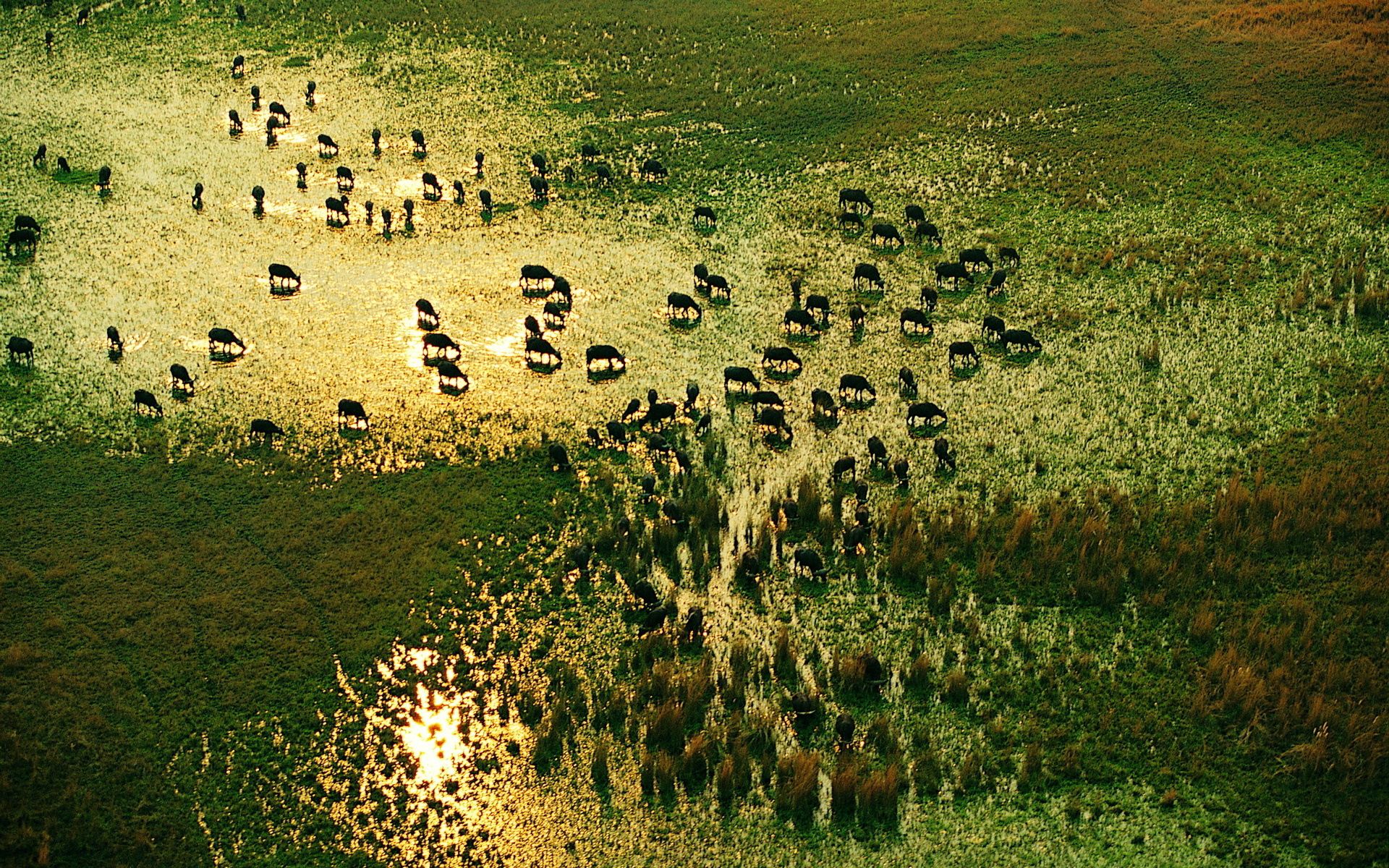 Free download wallpaper Watering, Waterhole, Animals, Nature, Grass, Herd on your PC desktop