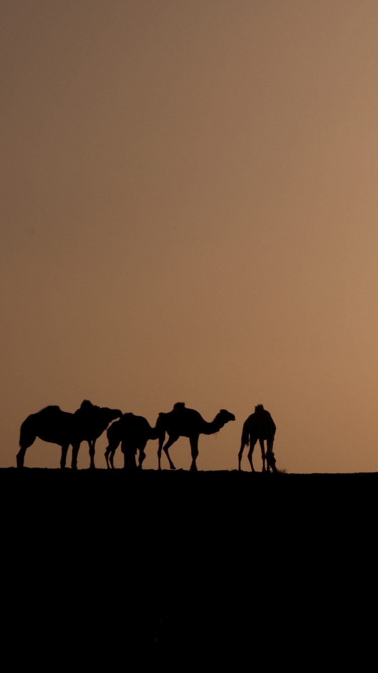 1291998 скачать обои силуэт, верблюды, фотографии, караван, верблюд, сахара, пустыня, африка, алжир, песок - заставки и картинки бесплатно