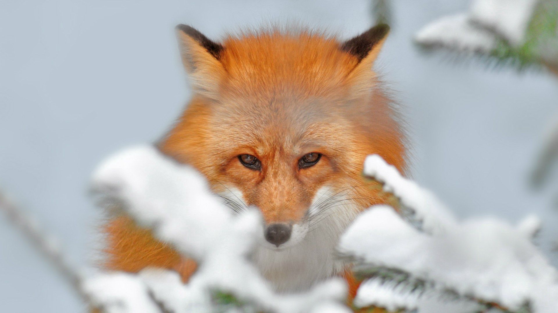 animals, snow, fox, ears, spout UHD