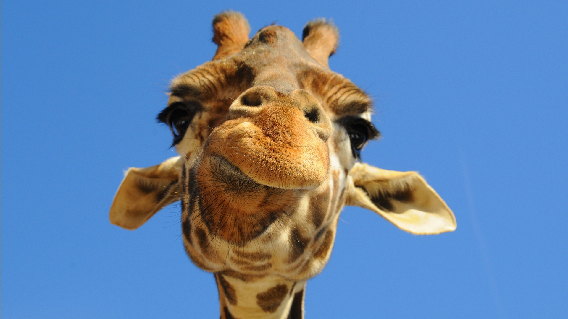 900 descargar fondo de pantalla jirafas, divertido, animales: protectores de pantalla e imágenes gratis