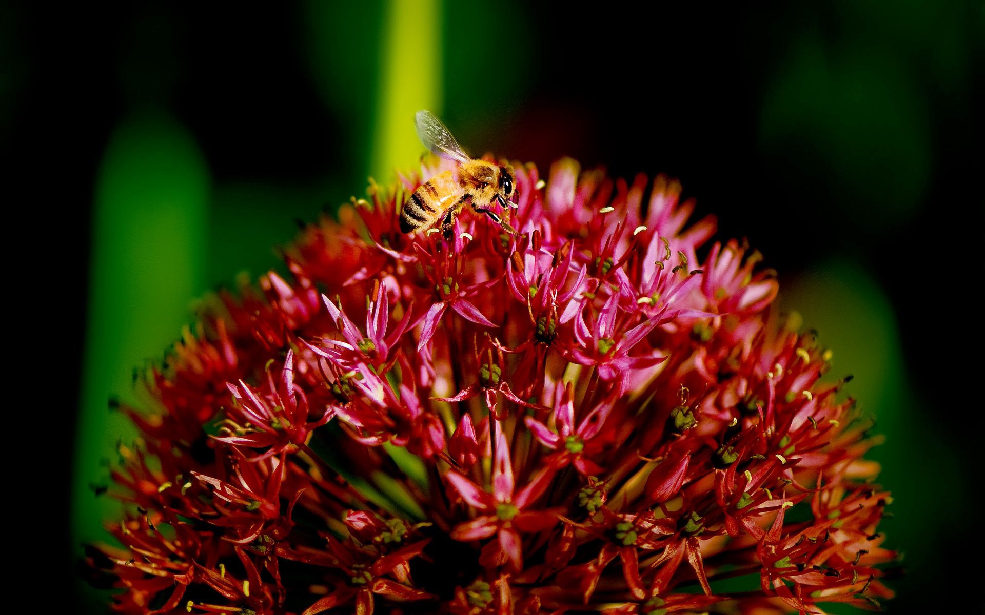 Laden Sie das Makro, Blume, Biene, Pflanze, Dunkel-Bild kostenlos auf Ihren PC-Desktop herunter