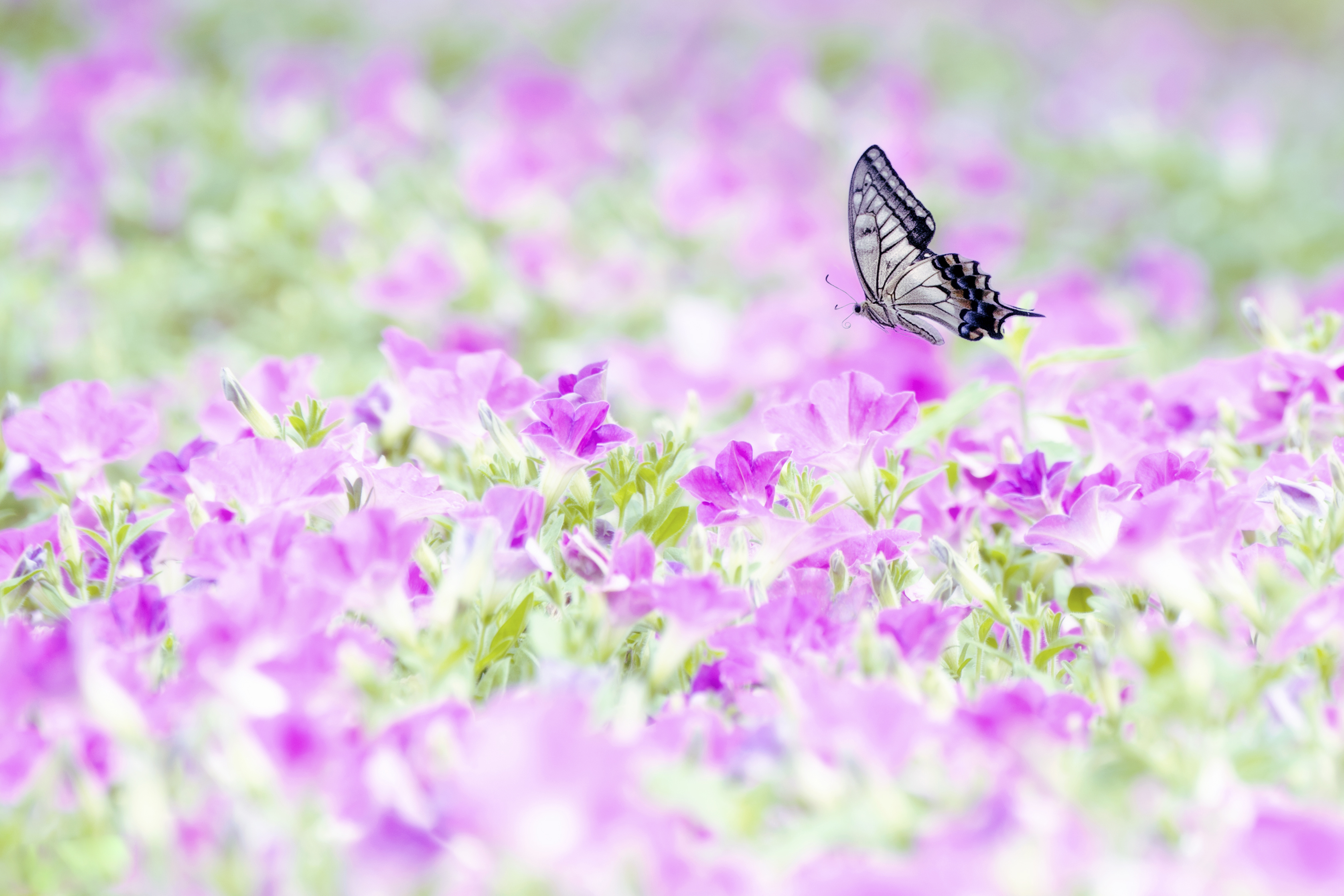 animal, butterfly, flower, nature, petunia