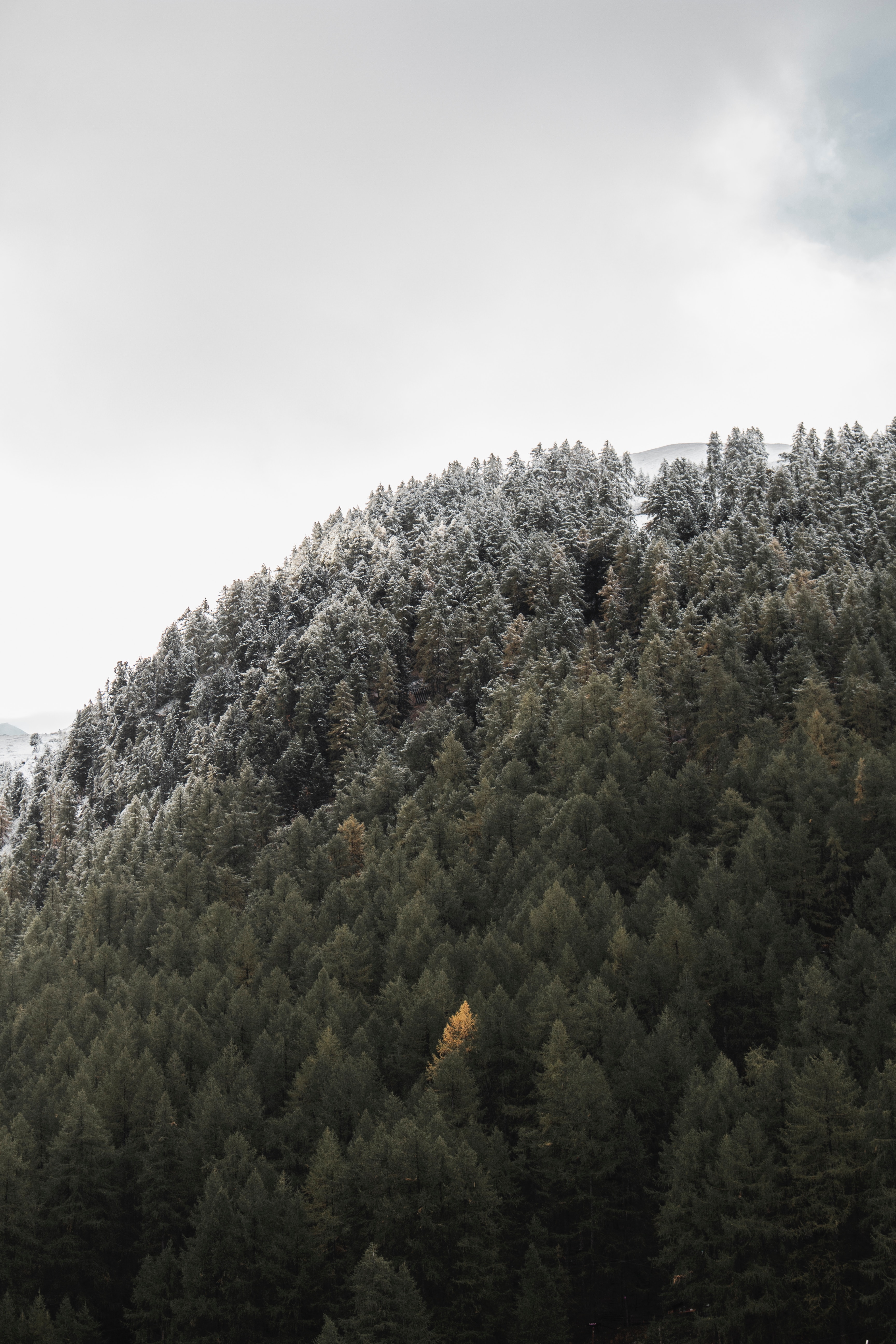 Laden Sie das Natur, Berg, Steigung, Bäume, Wald-Bild kostenlos auf Ihren PC-Desktop herunter