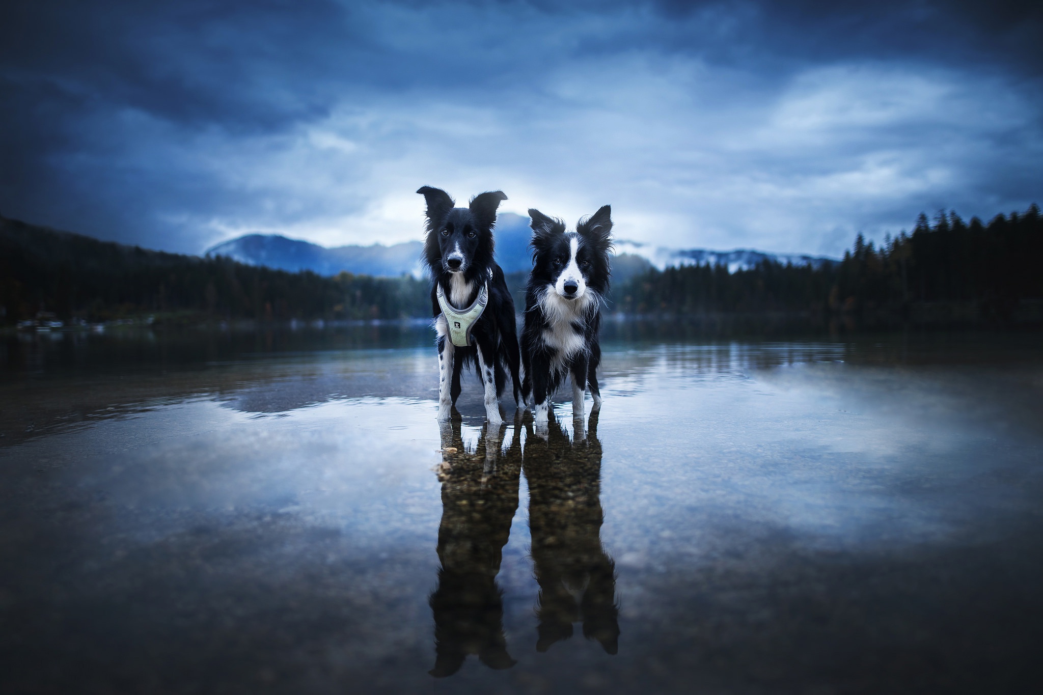 Отражение собаки в воде